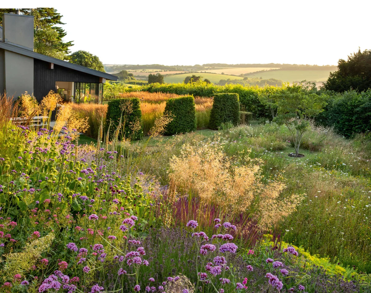 Declan Buckley Kent - windy garden A garden with purple flowers and grasses