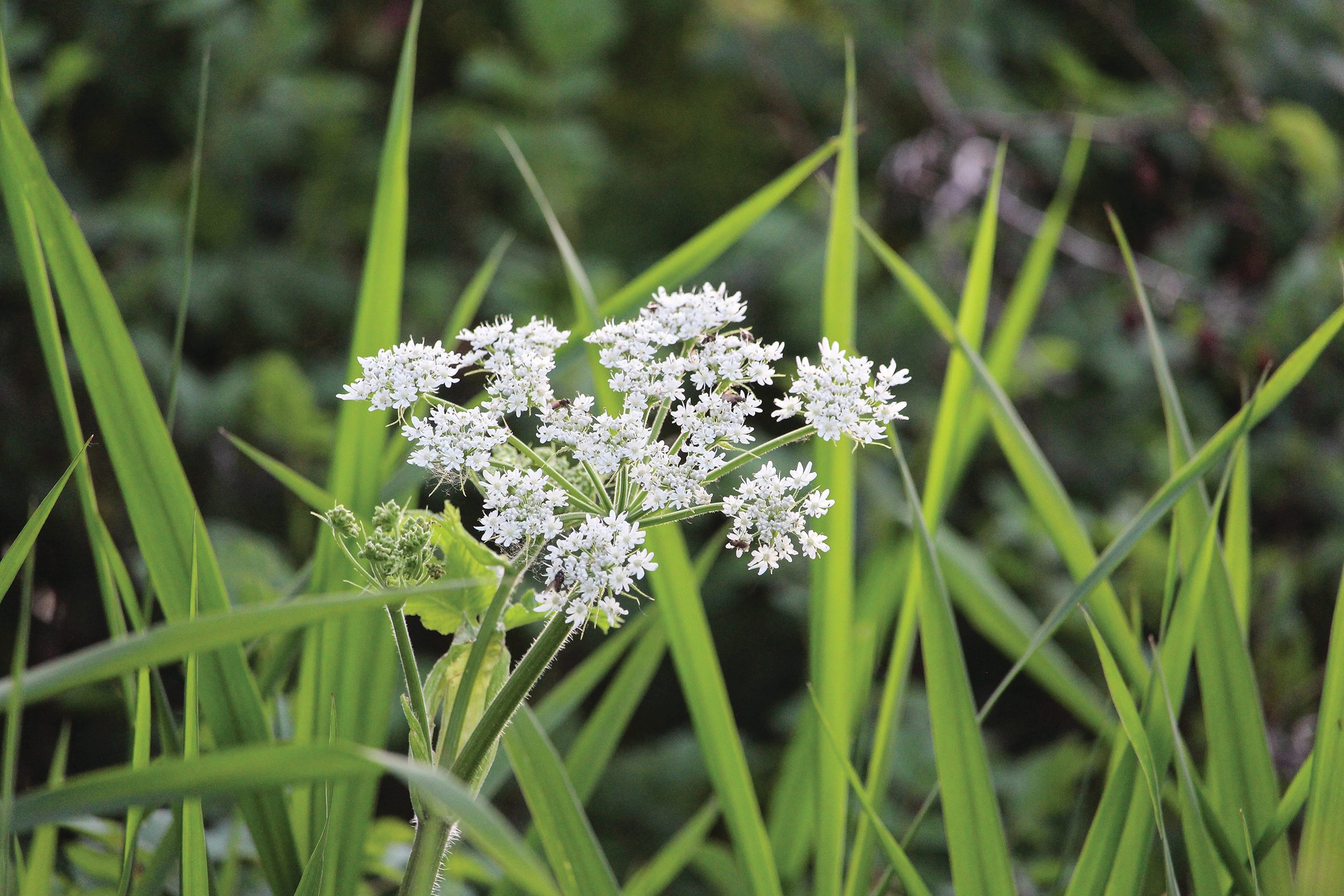 Oenanthe crocata Water Hemlock