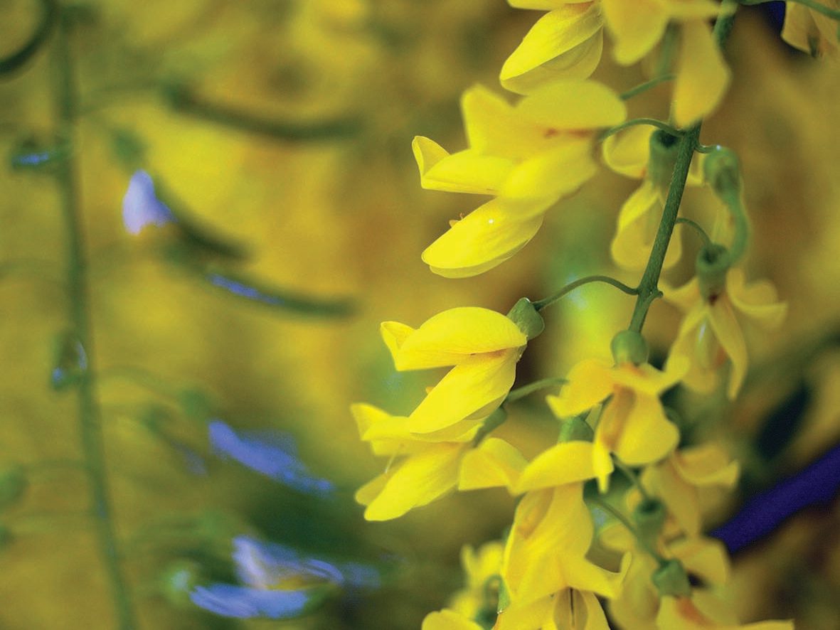 Laburnum anagyroides Laburnum