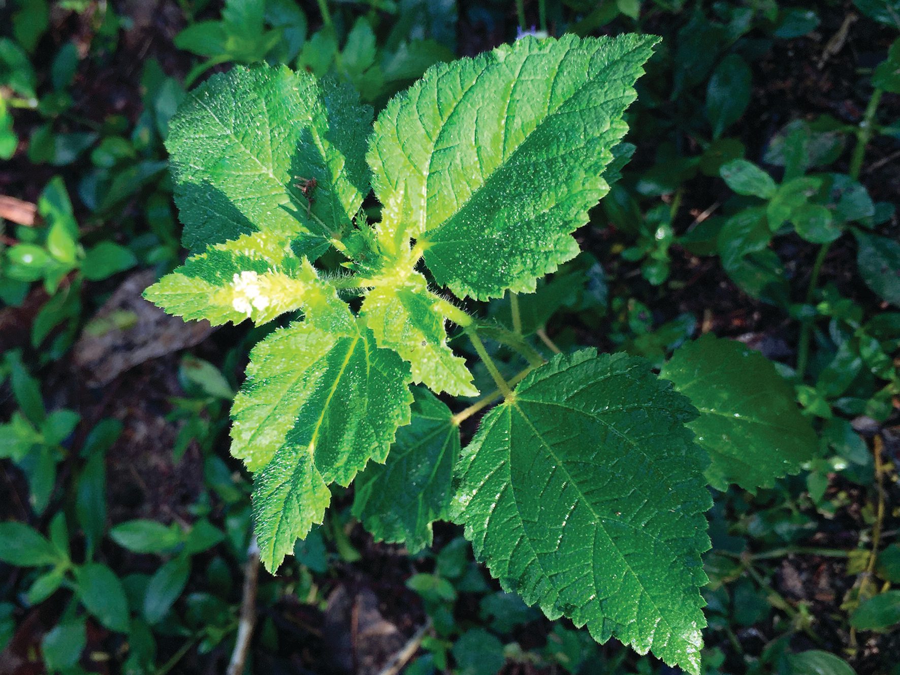 Deadly plant: Dendrocnide moroides Gympie Gympie