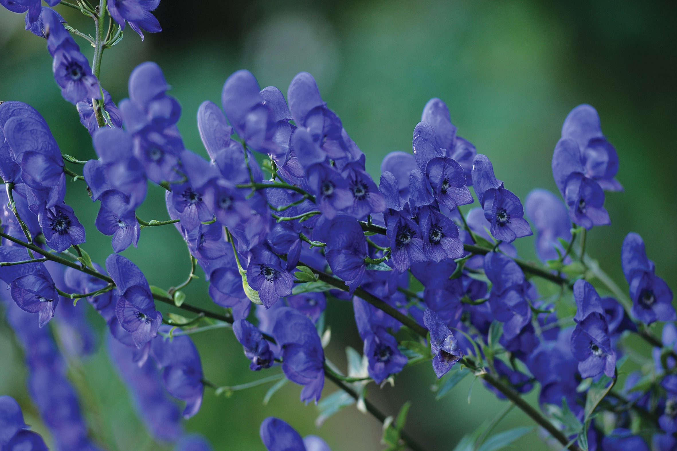 Aconitum napellus Mookshood