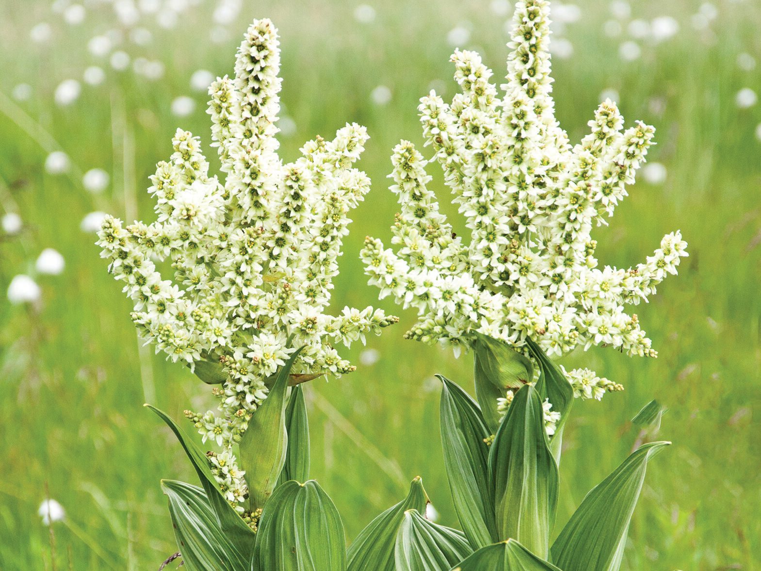 Veratrum False Hellebore