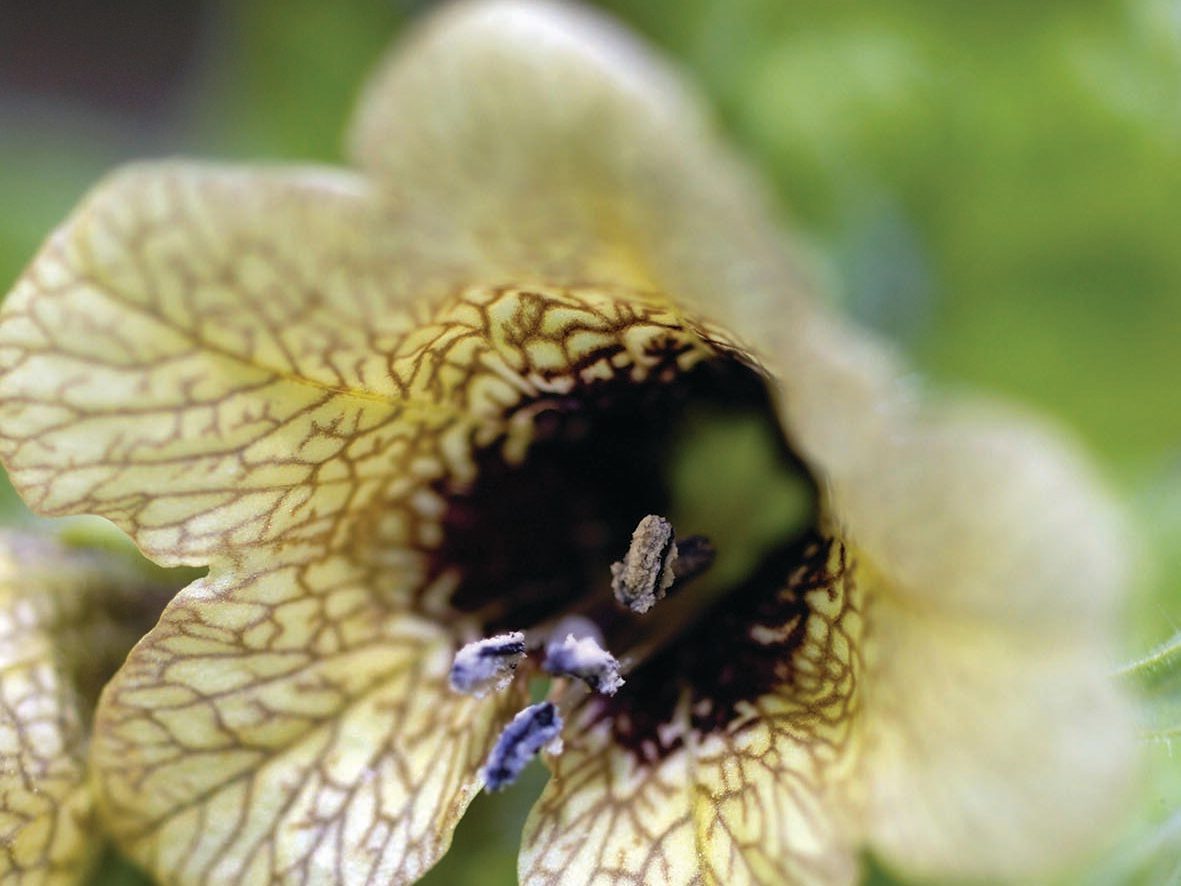 Hyoscyamus niger Henbane
