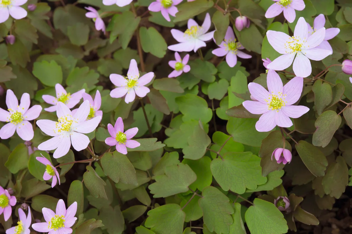 Anemonella thalictroides Dark Pink
