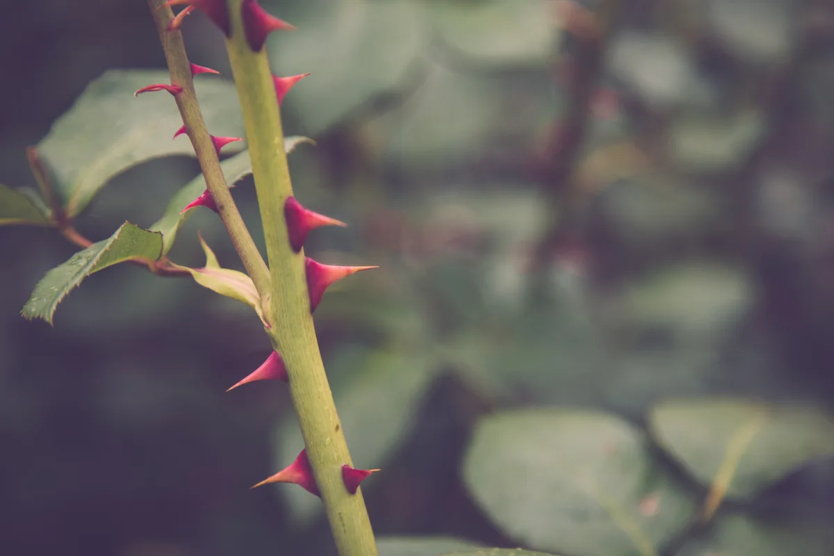 A rose with thorns A rose with thorns