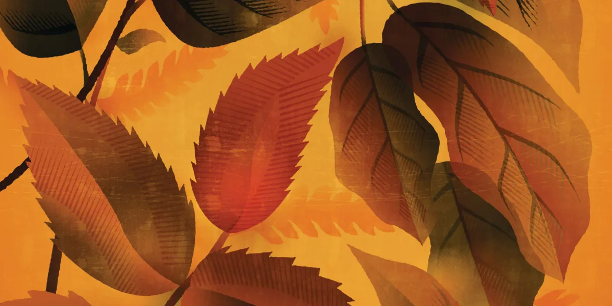 Autumn illustration Autumn leaves illustration