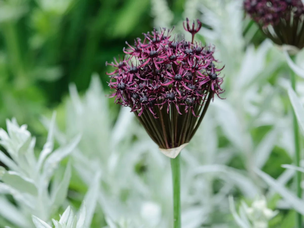 Allium atropurpureum Allium atropurpureum