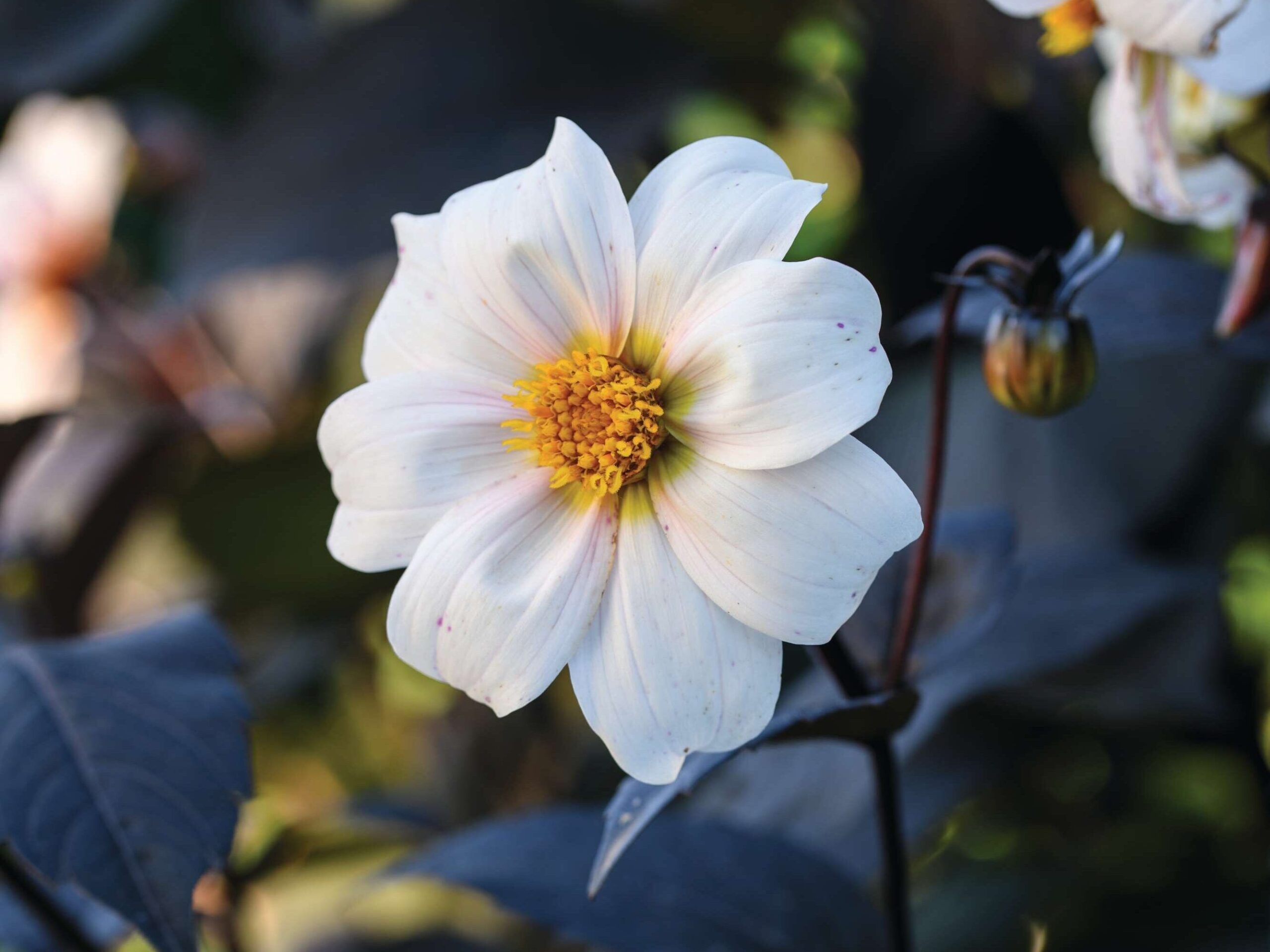 Dahlia ‘Twyning’s After Eight’