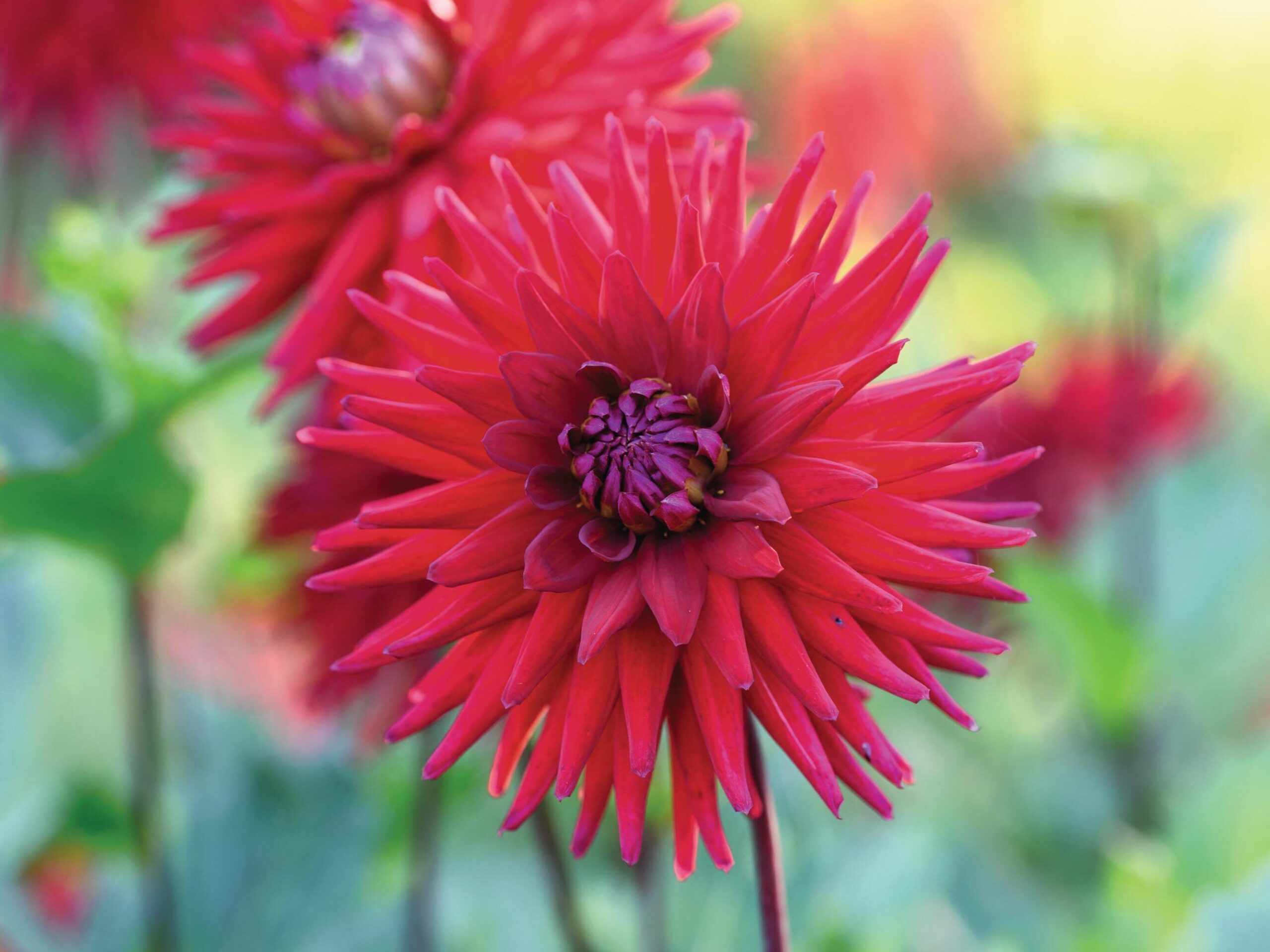 Dahlia ‘Weston Pirate’