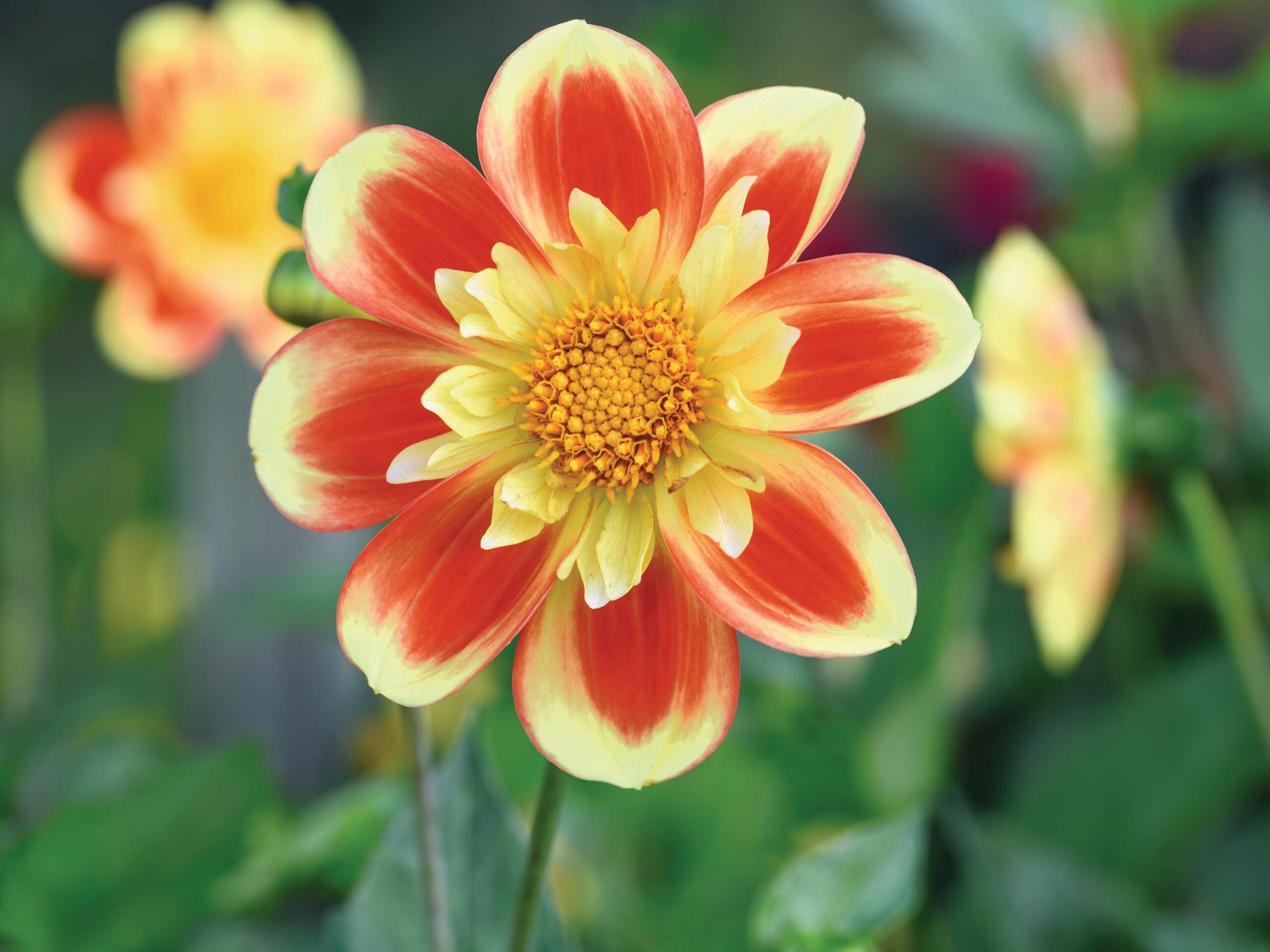 Dahlia ‘Pooh – Swan Island’