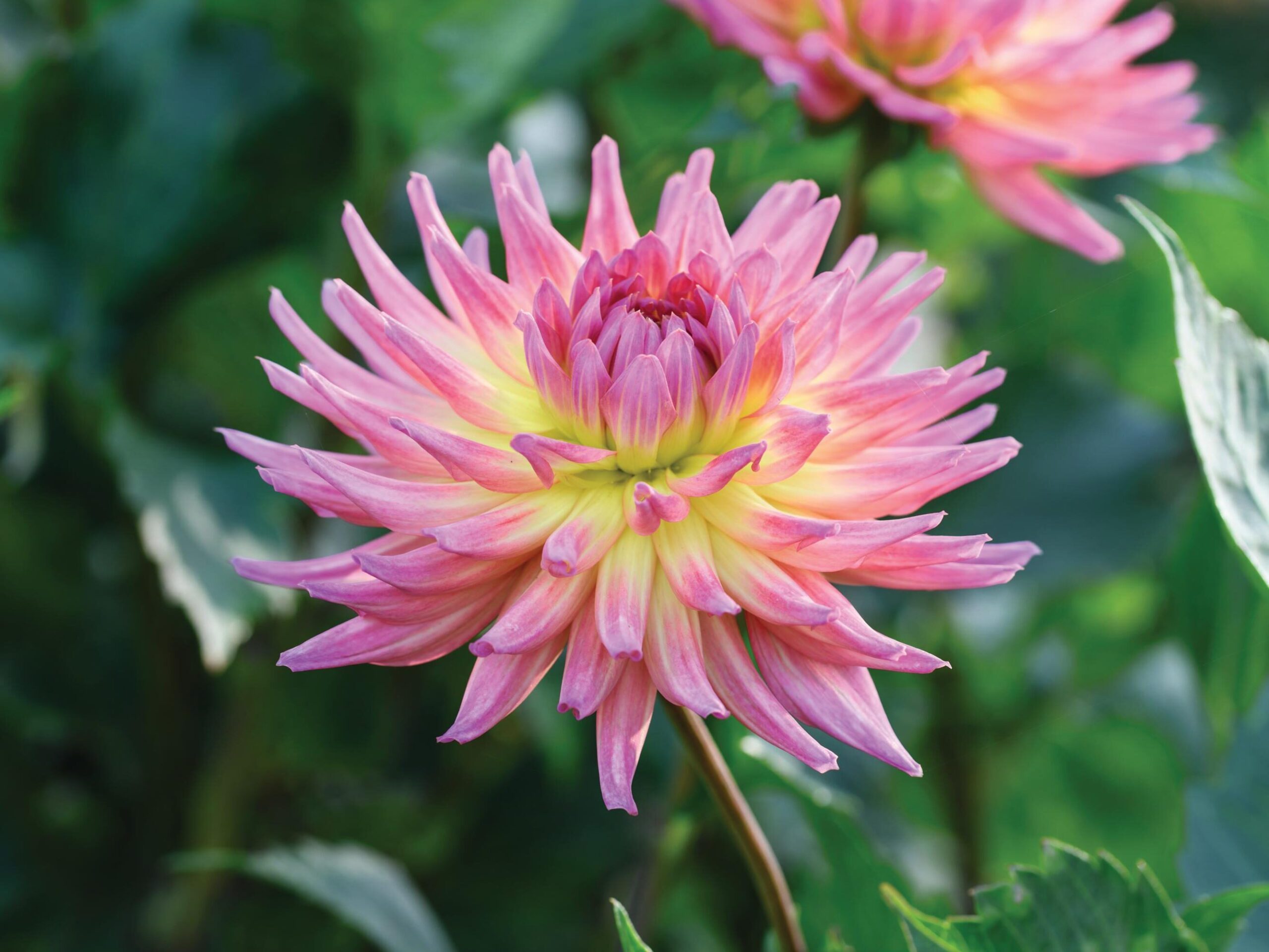 Dahlia ‘Karma Sangria’