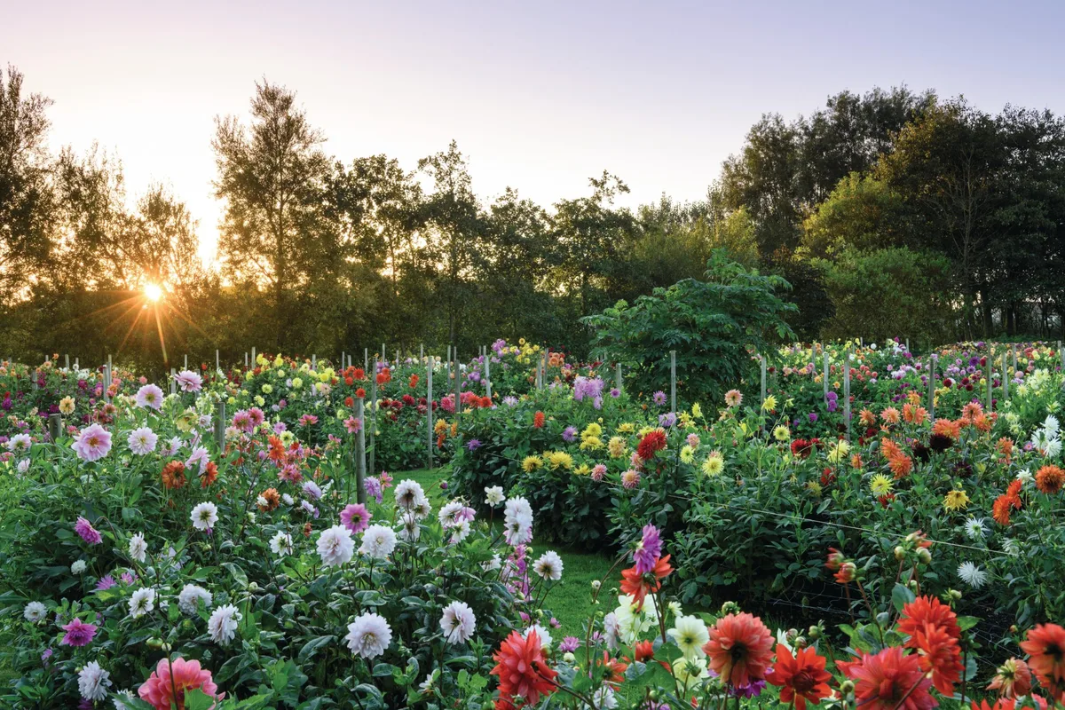 22 of the world’s 41 species of dahlia at the National Dahlia Collection 22 of the world’s 41 species of dahlia at the National Dahlia Collection