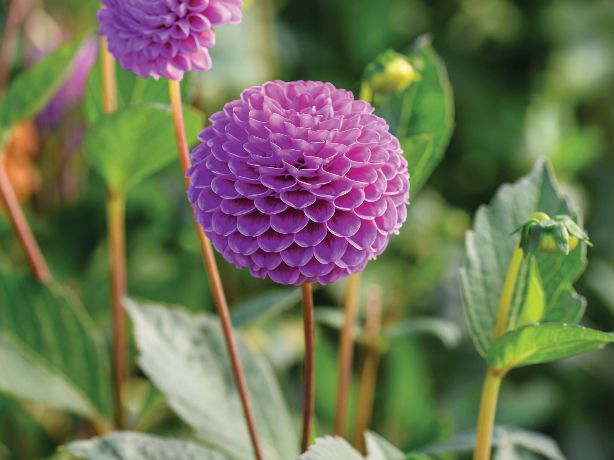 Dahlia ‘Franz Kafka’