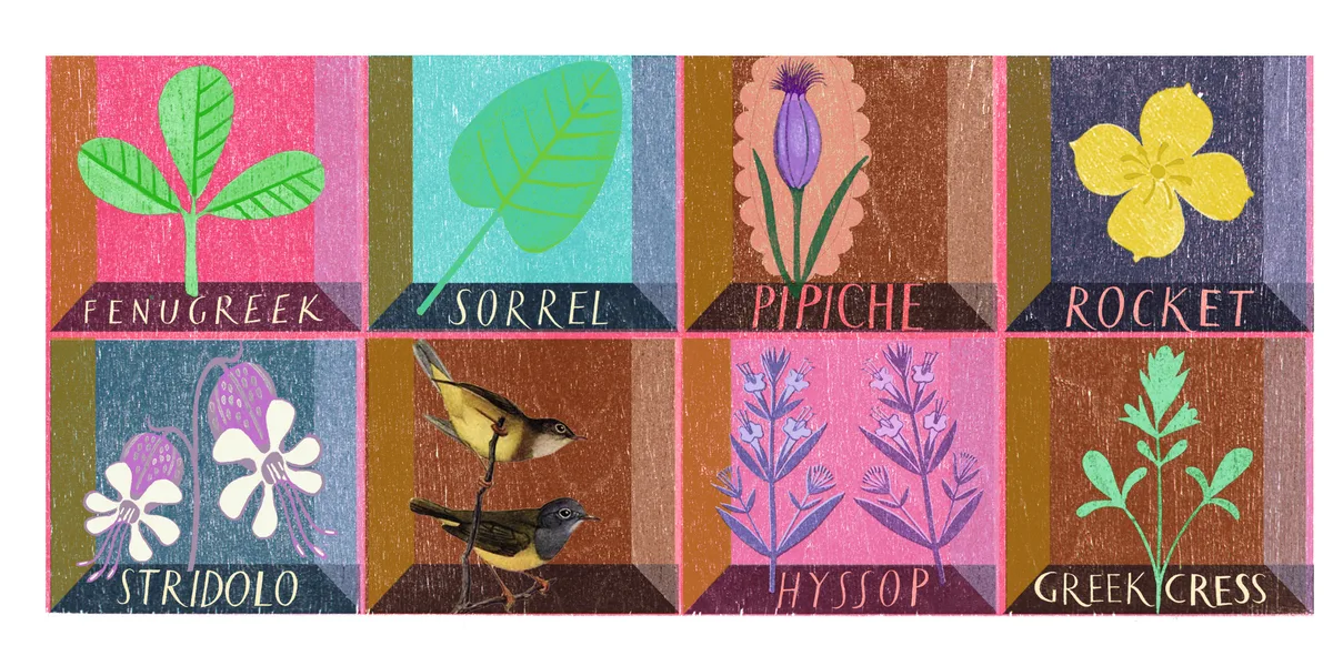 Kitchen garden herbs. Illo by Sarah Young