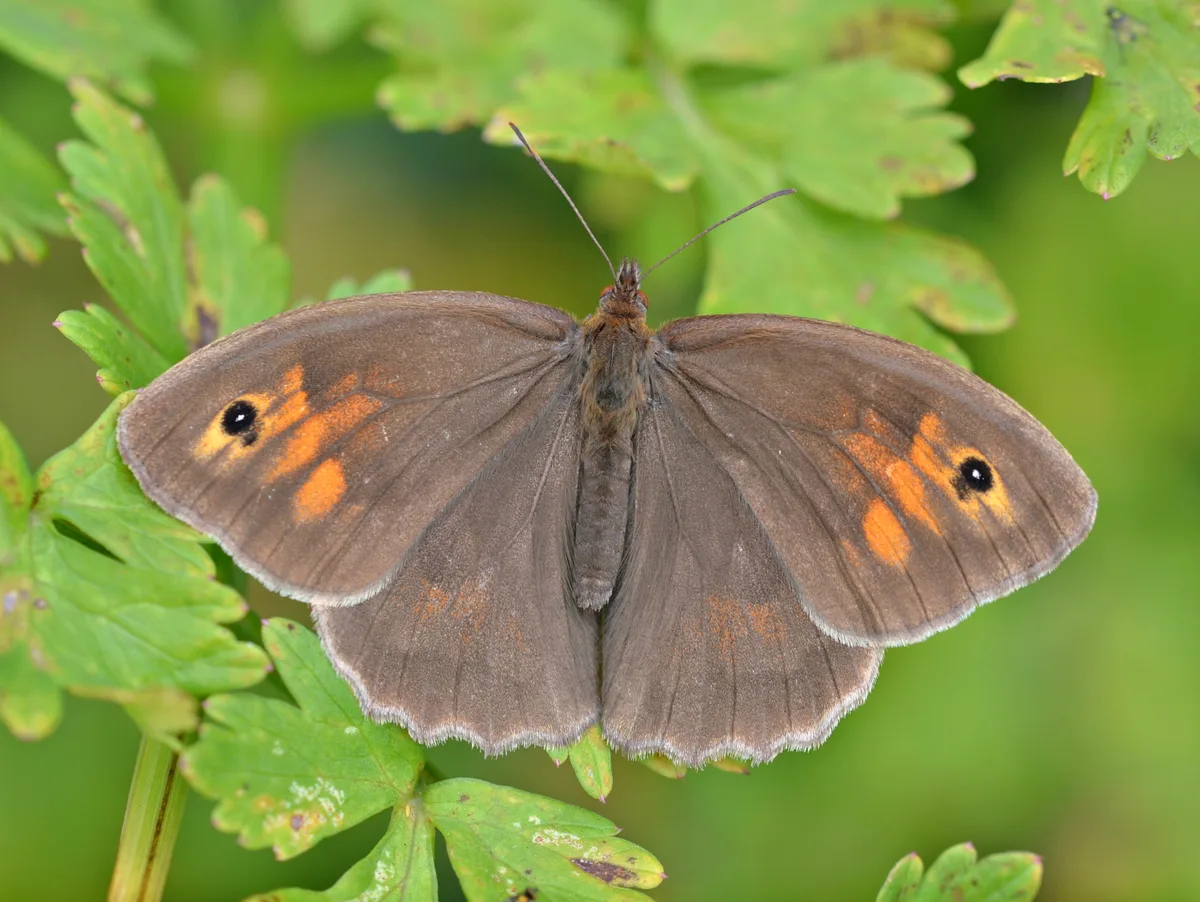 Meadow Brown (Female) (c)Andrew Cooper, Butterfly Conservation (1) Meadow Brown (Female)