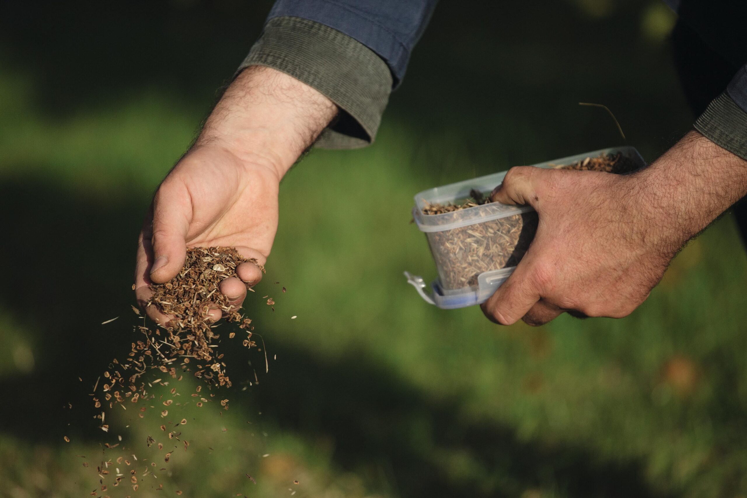 Sowing yellow rattle at Sissinghurst Castle Garden in October