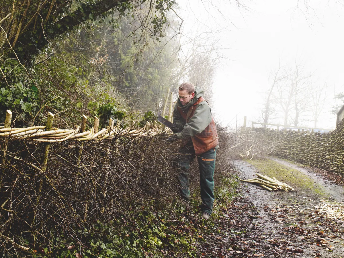 How to lay a hedge Learn how to lay a hedge using traditional craftsmanship and hedge laying skills.