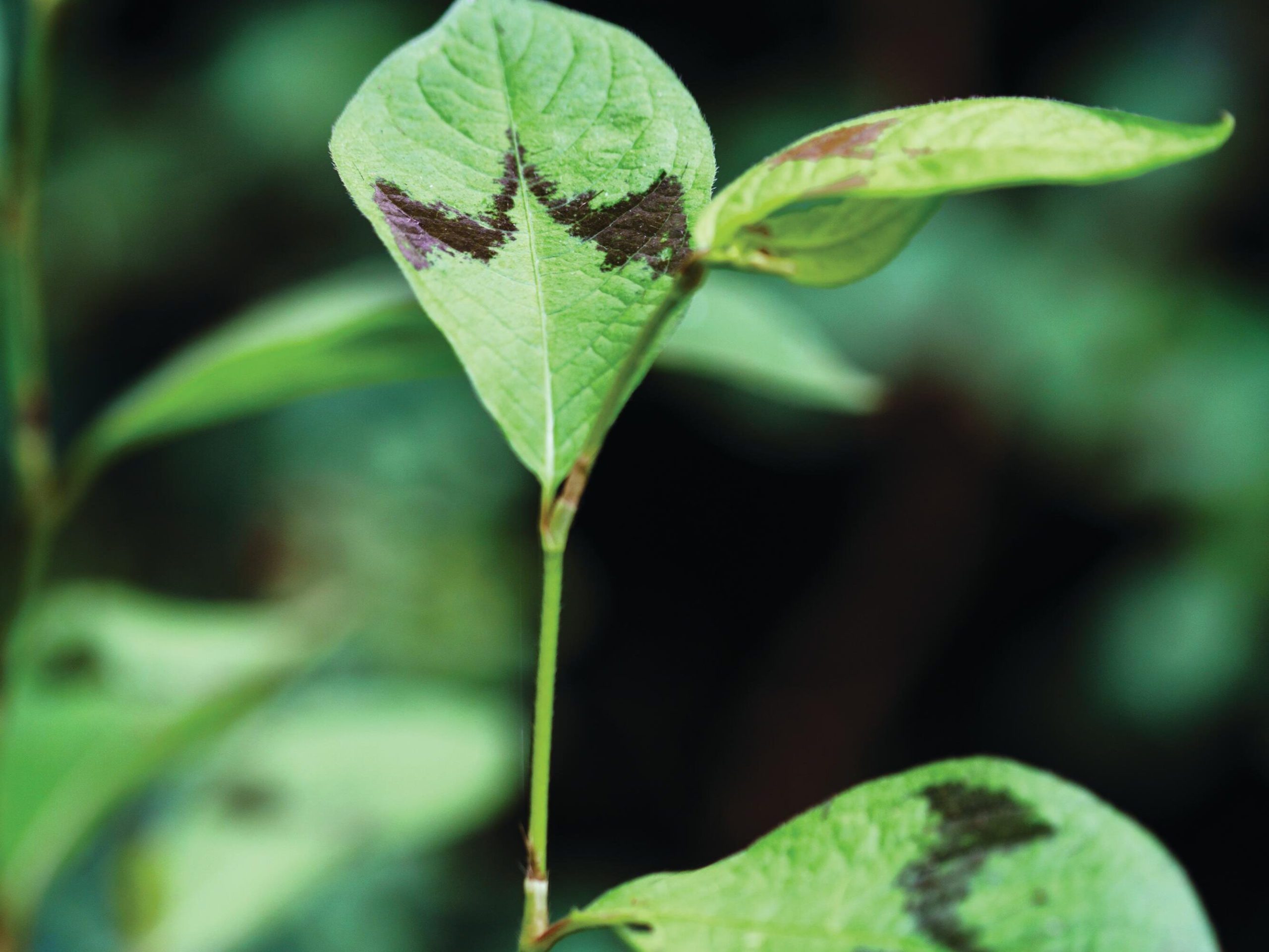 Plant