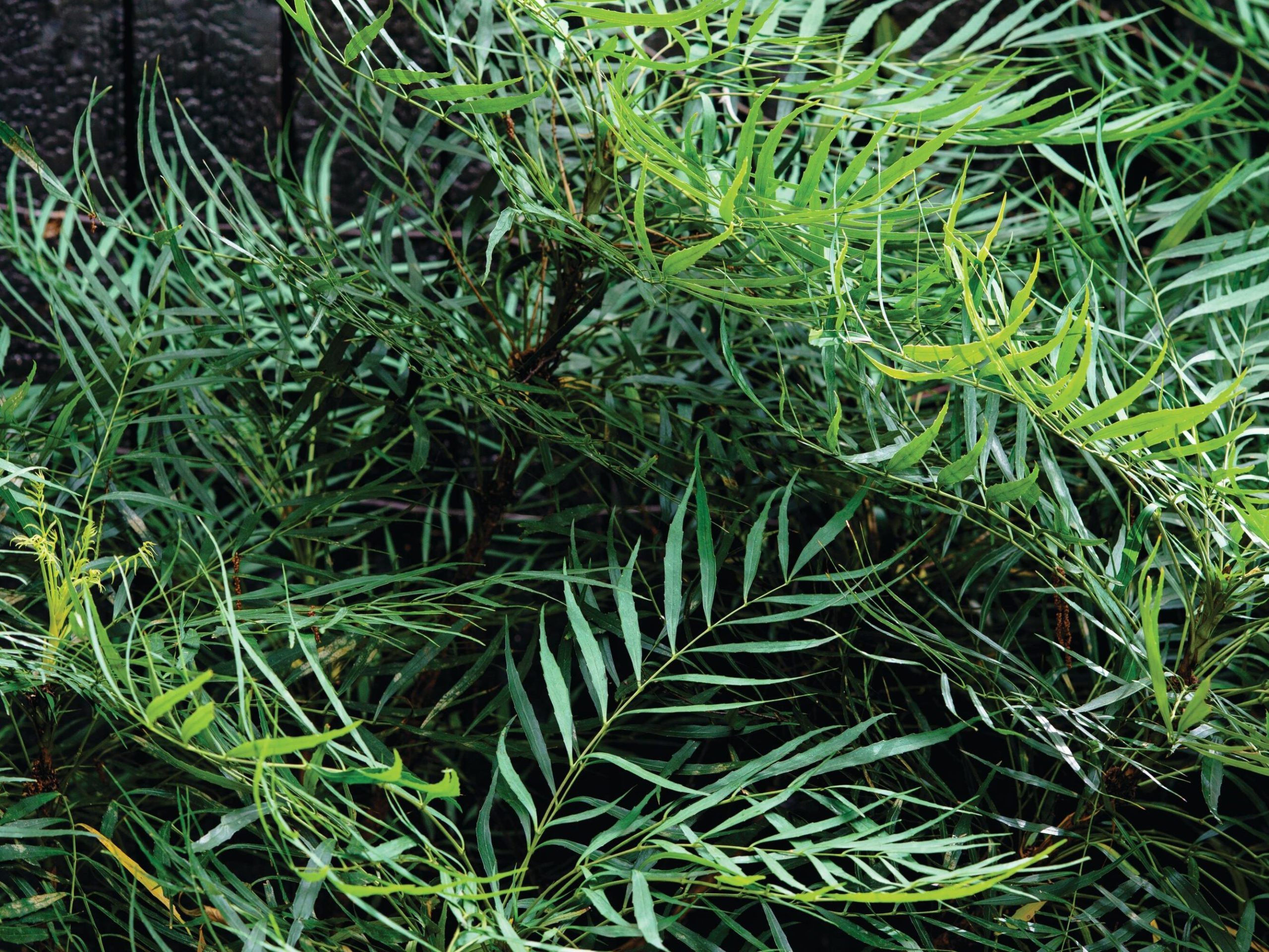 Plant