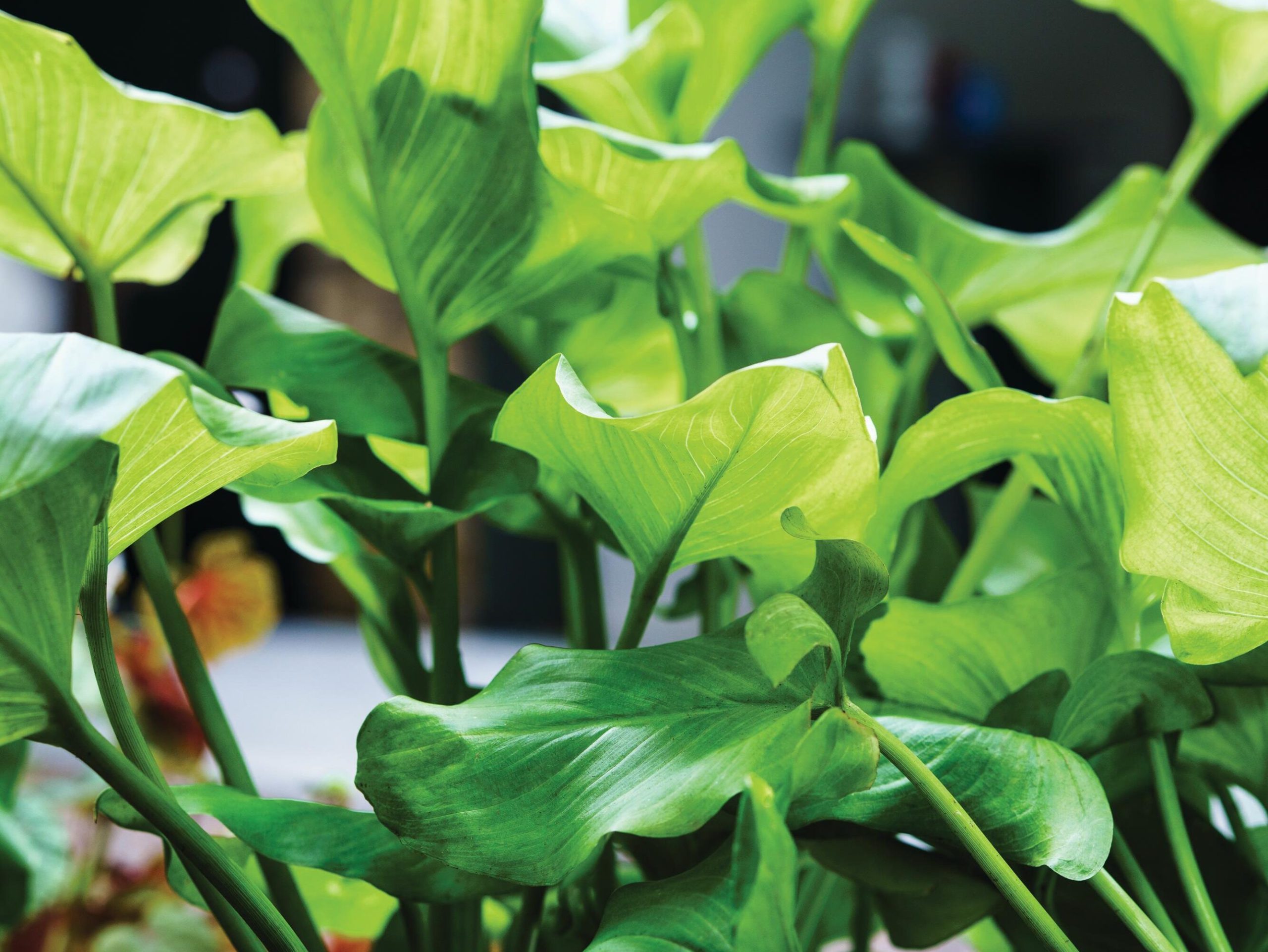 Plant
