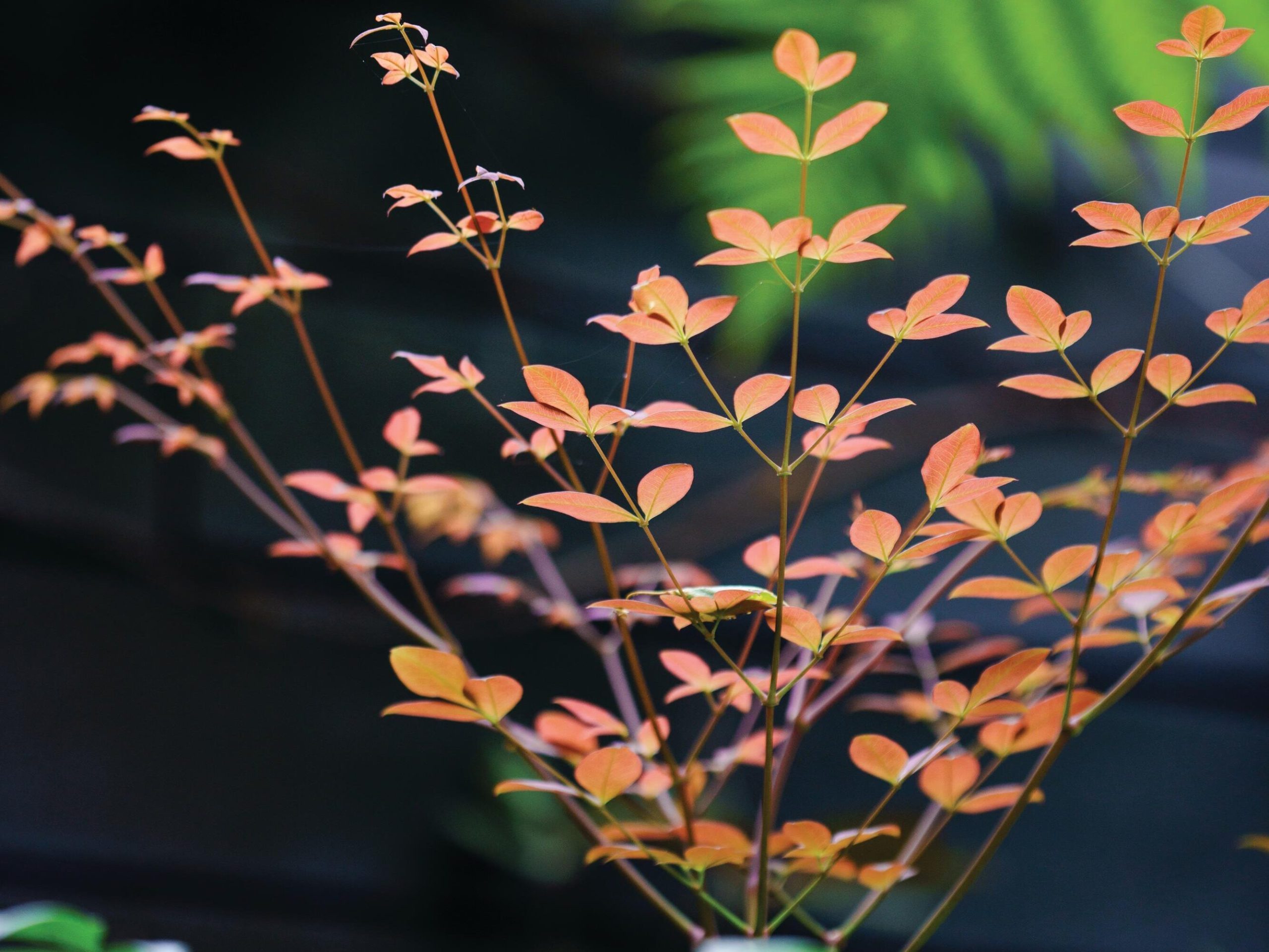 Plant in garden