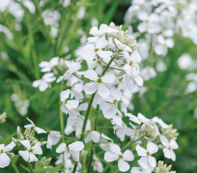 Hesperis matronalis var. albiflora