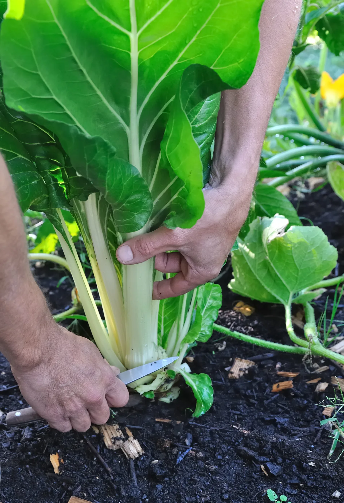 Perfect gardening knives Perfect gardening knives
