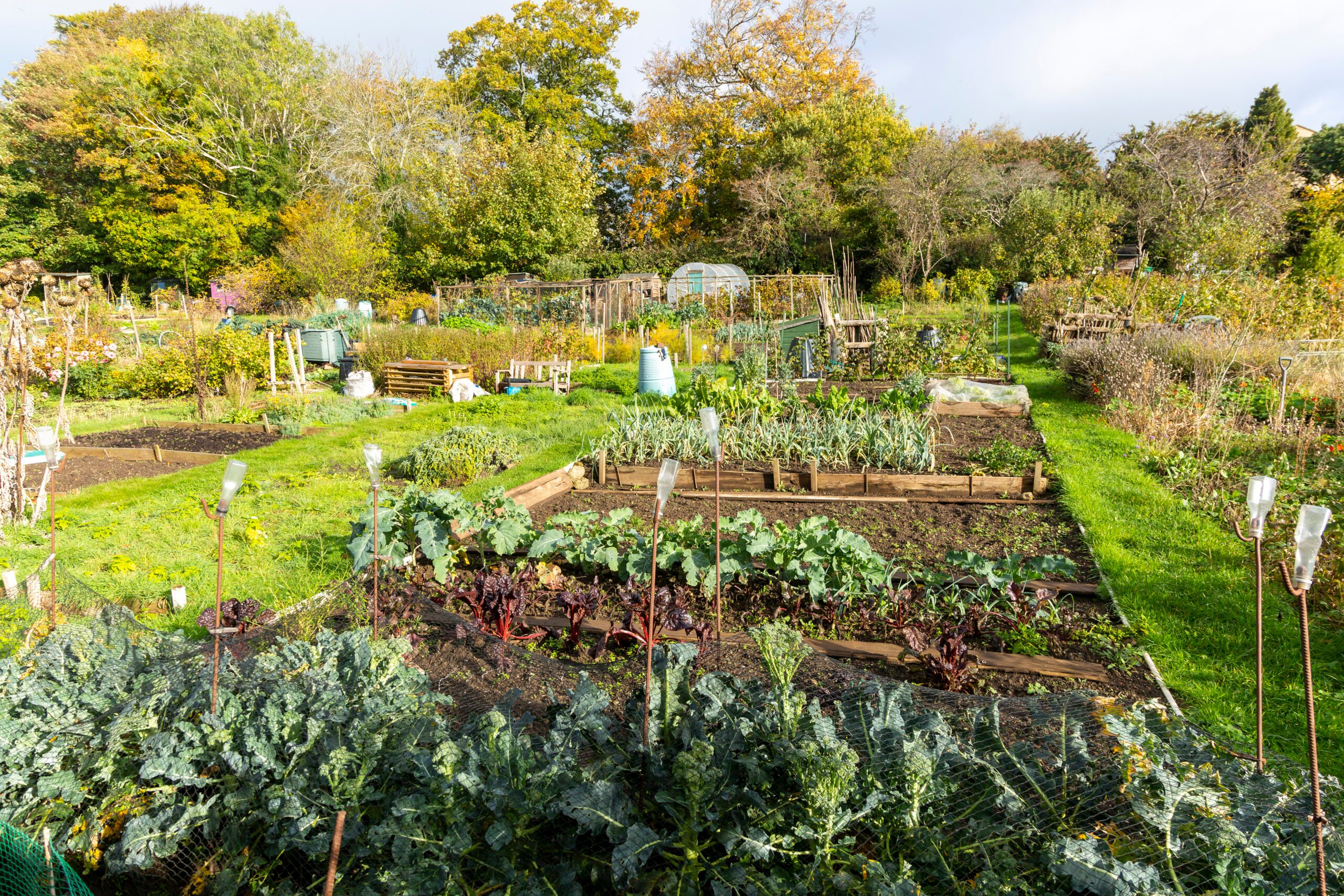 St Stephen's community allotment gardens, Lansdown, Bath 