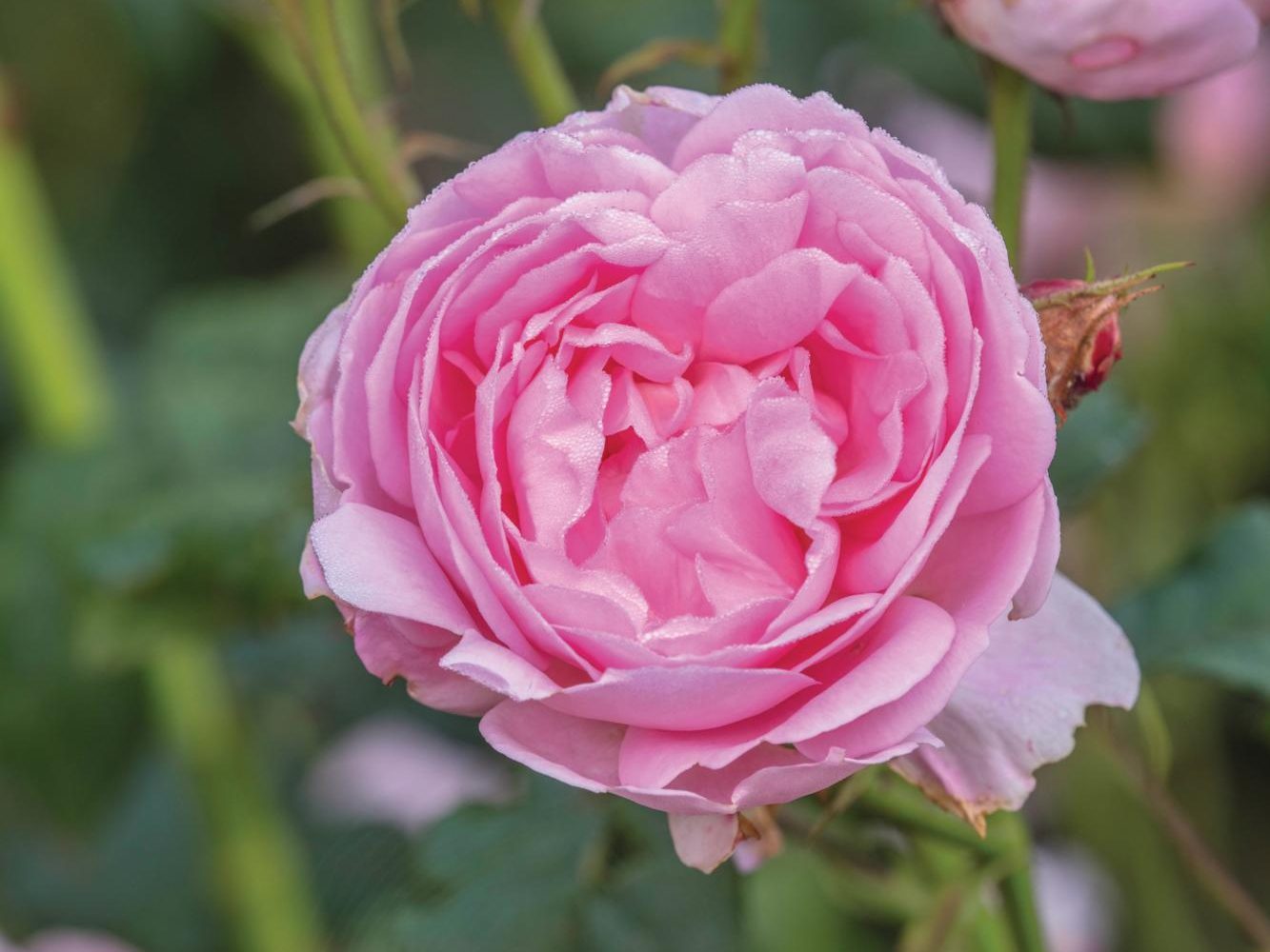 Rosa ‘Mrs John Laing’