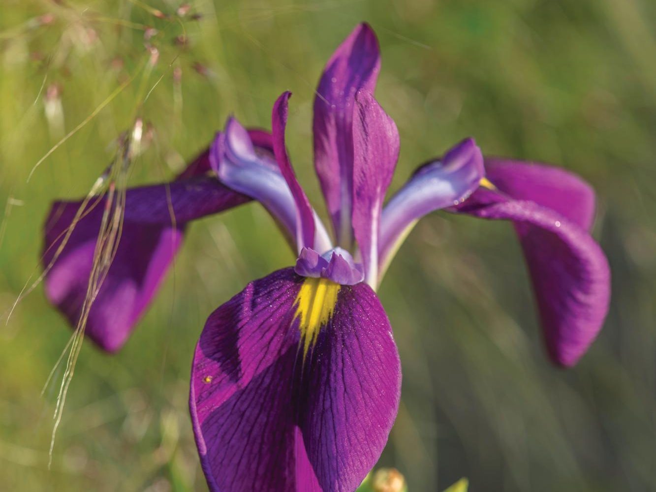 Iris ensata