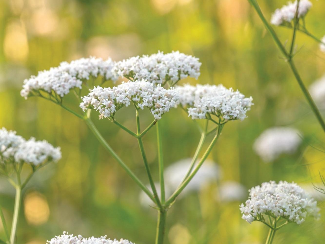 Valeriana officinalis