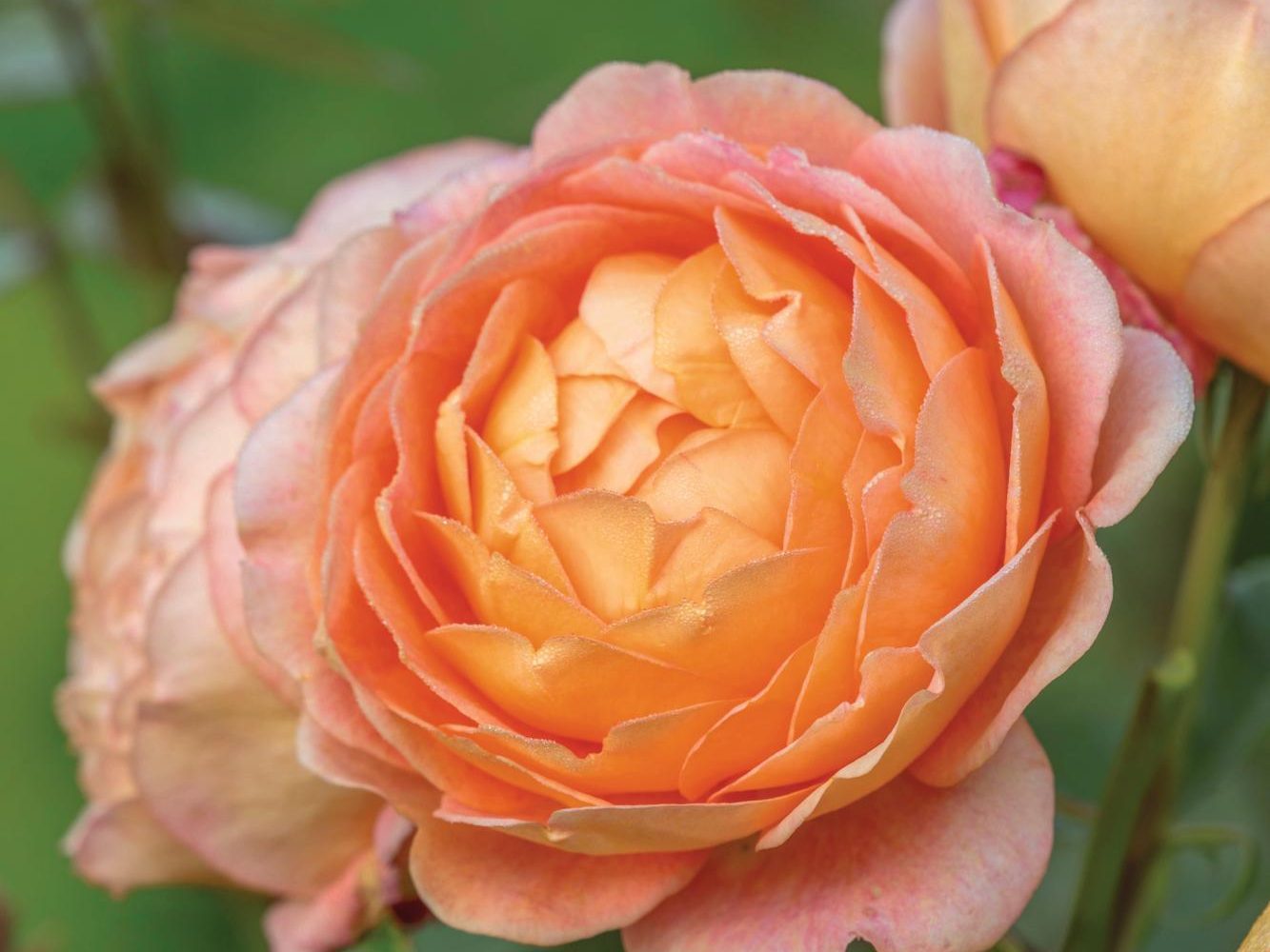 Rosa Dannahue (= ‘Ausa6b15’)