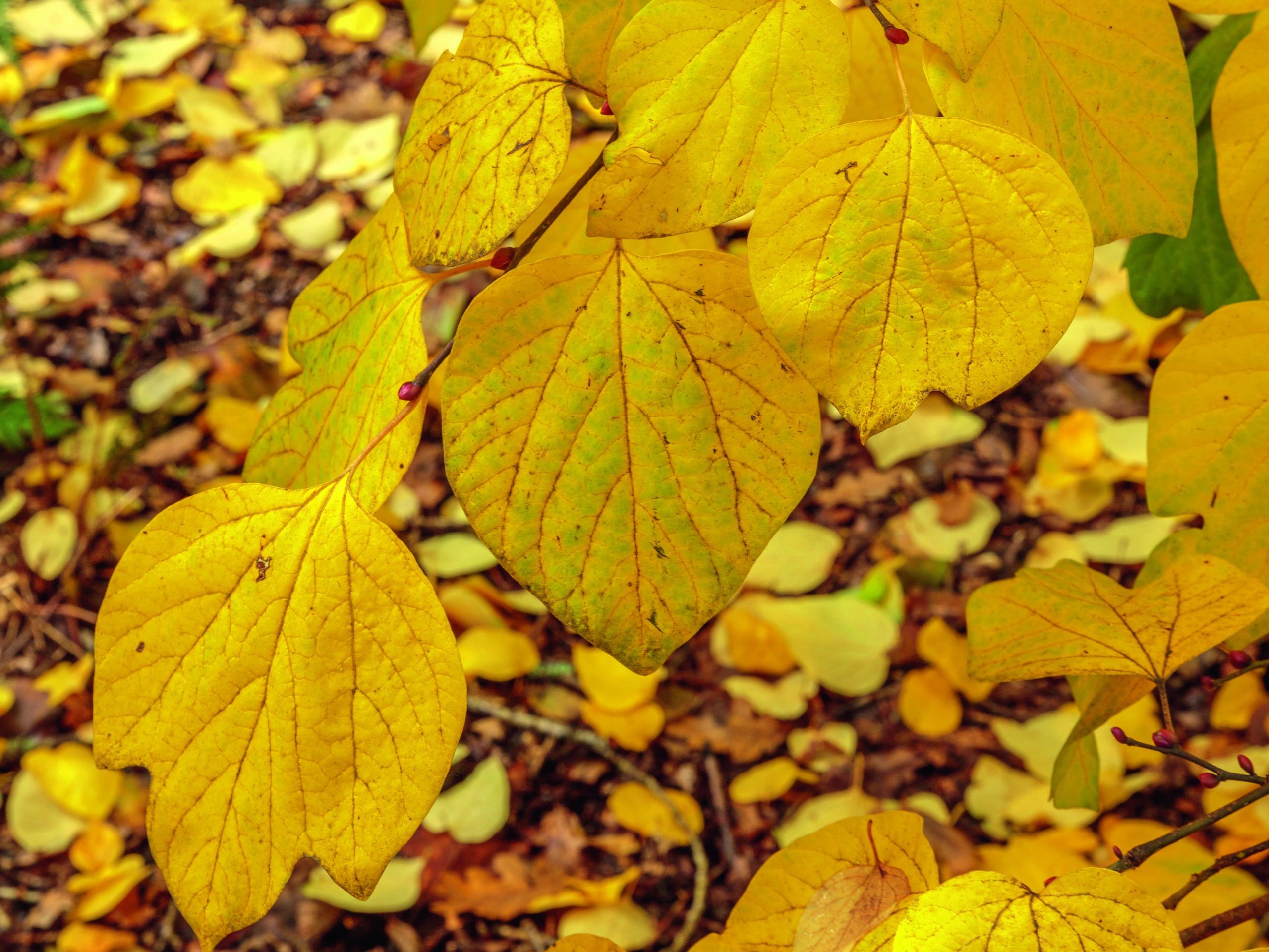 Yellow leaves