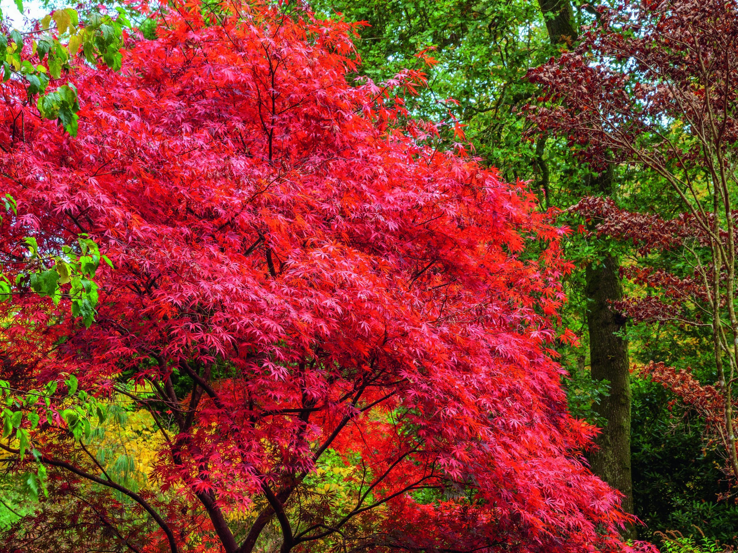 Red tree leaves
