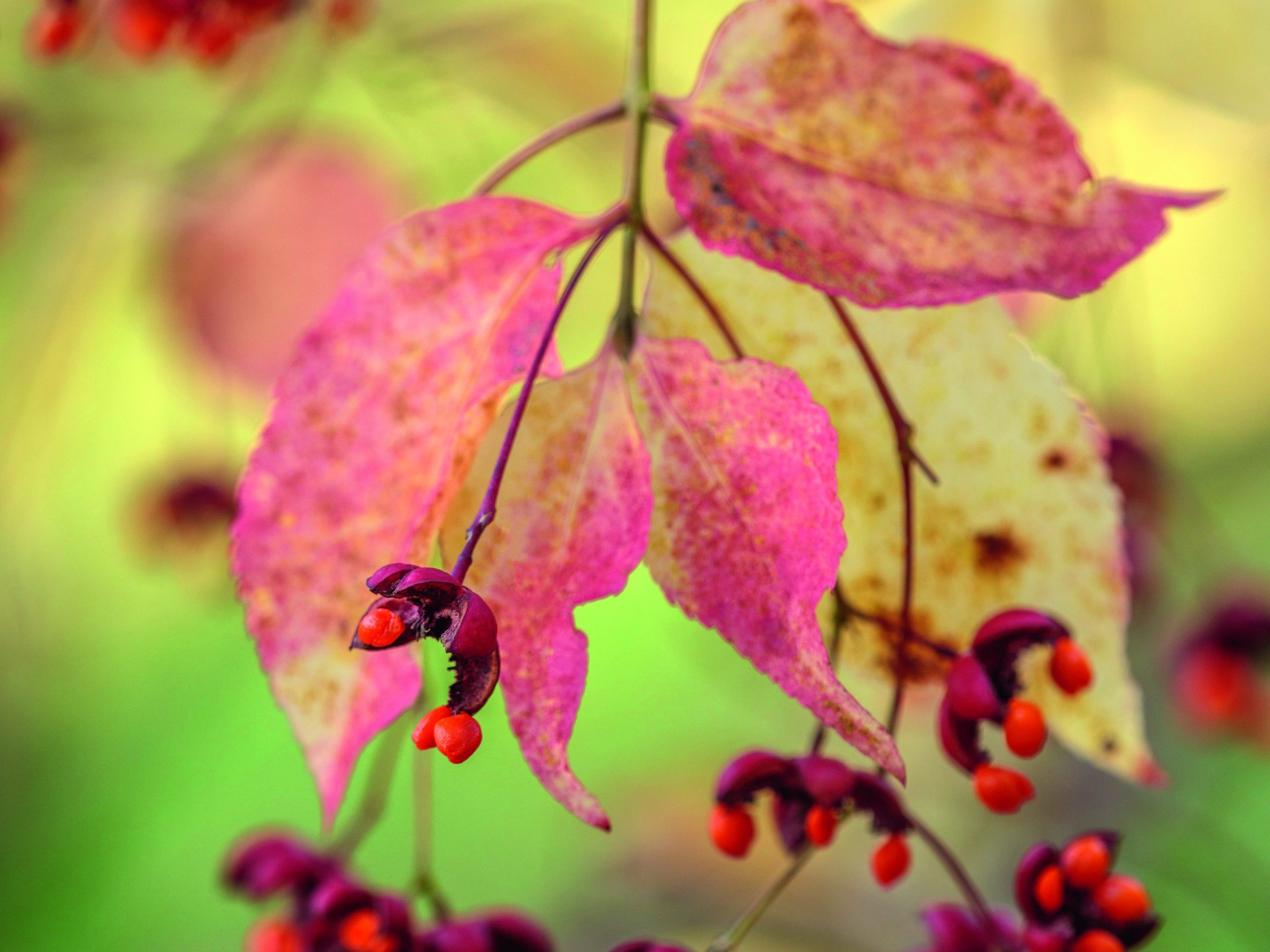 Red leaves and flowers