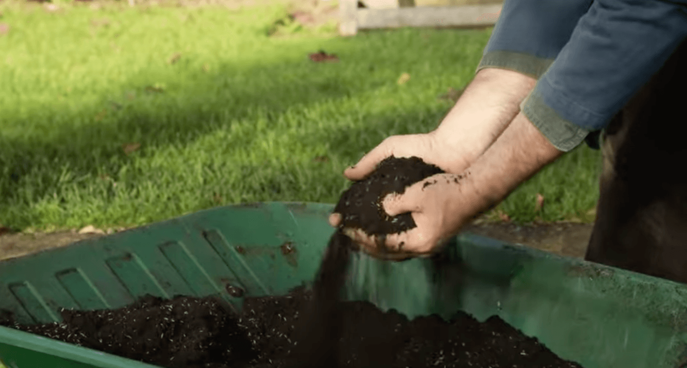 Preparing grass seed for sowing in order to protect it from the birds