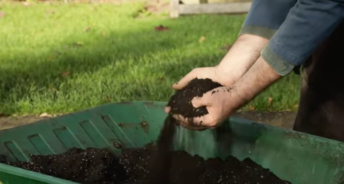 Preparing grass seed for sowing Preparing grass seed for sowing