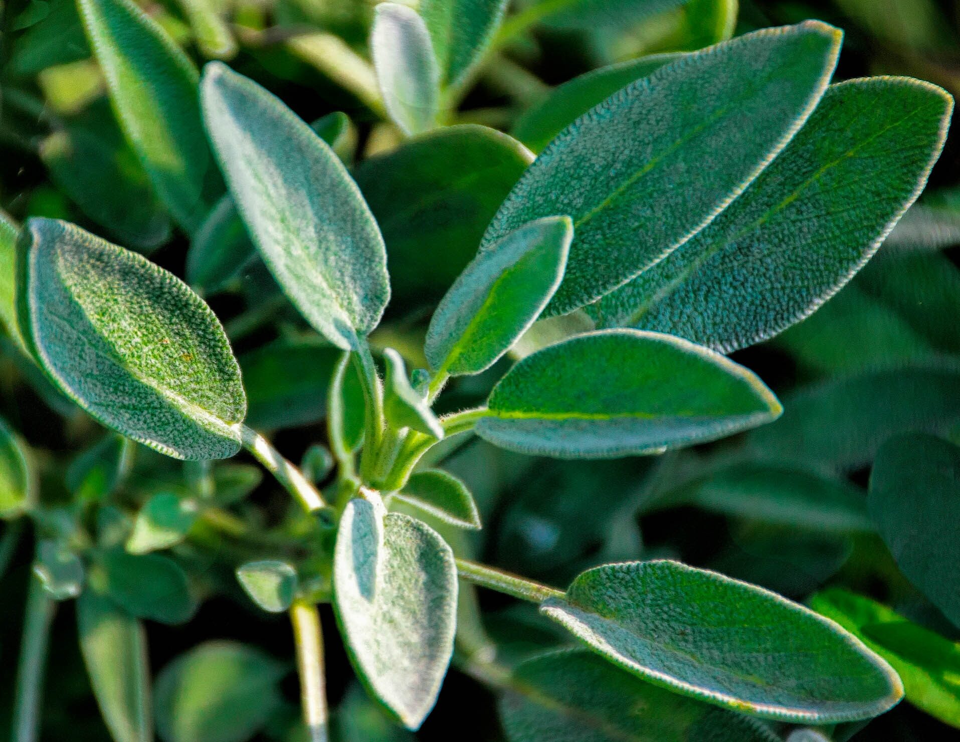 Sage, Salvia officinalis