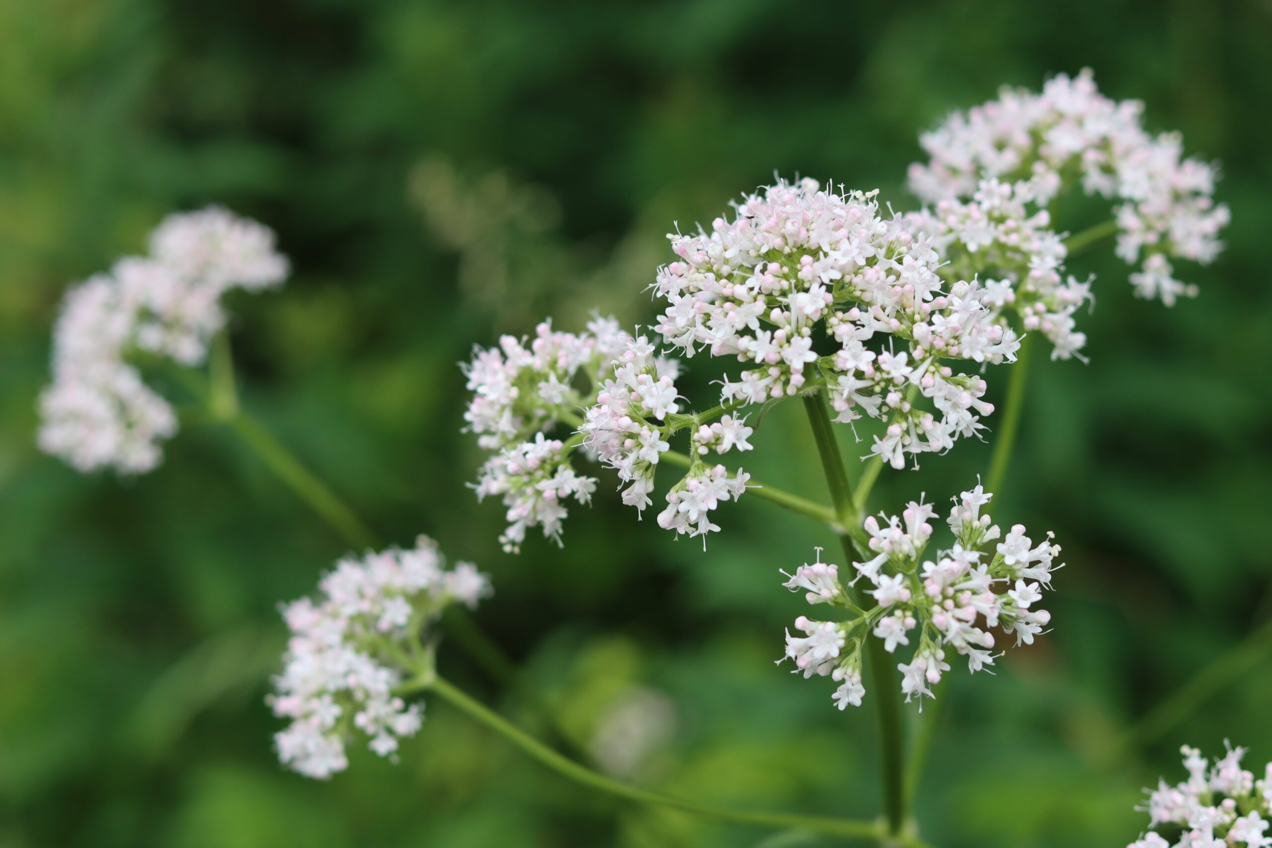 Valeriana officinalis