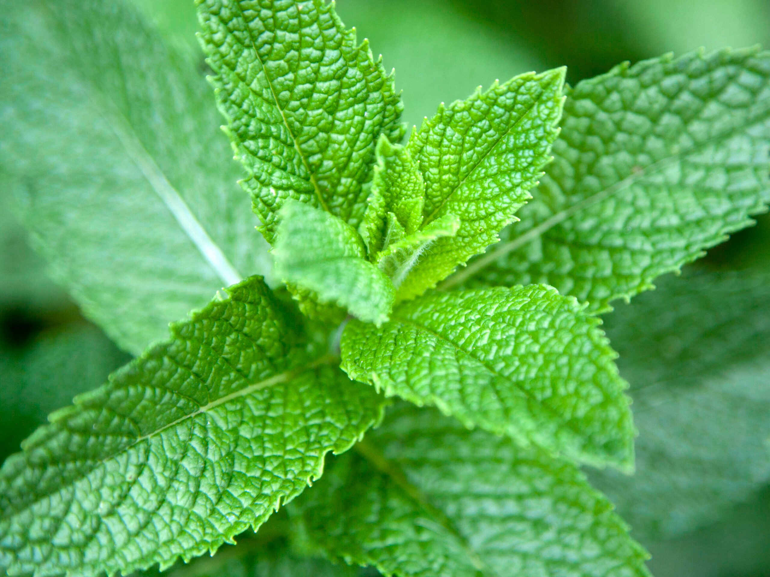 Garden mint