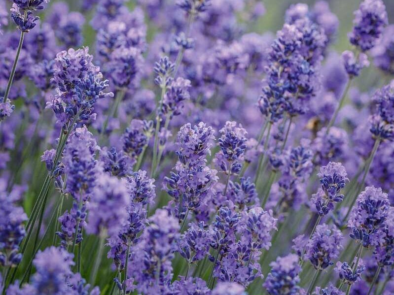 Lavandula angustifolia ‘Munstead’