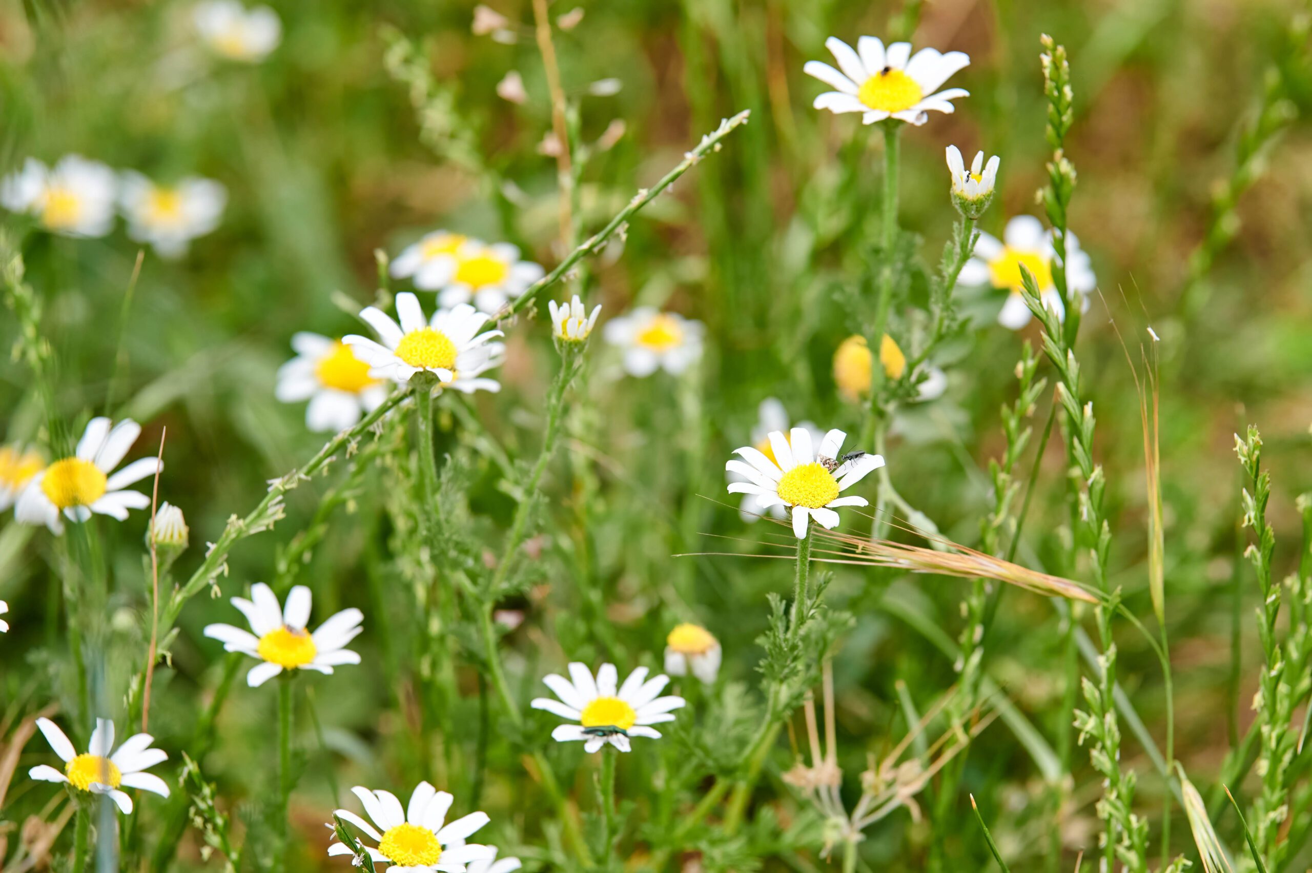 Roman camomile