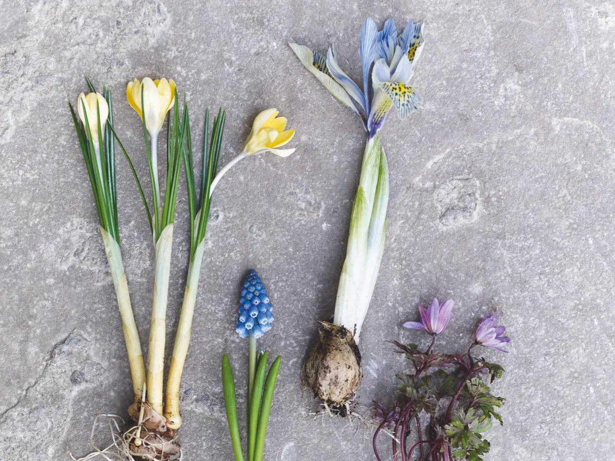 Forcing Bulbs Containers Bulbs that are great for forcing