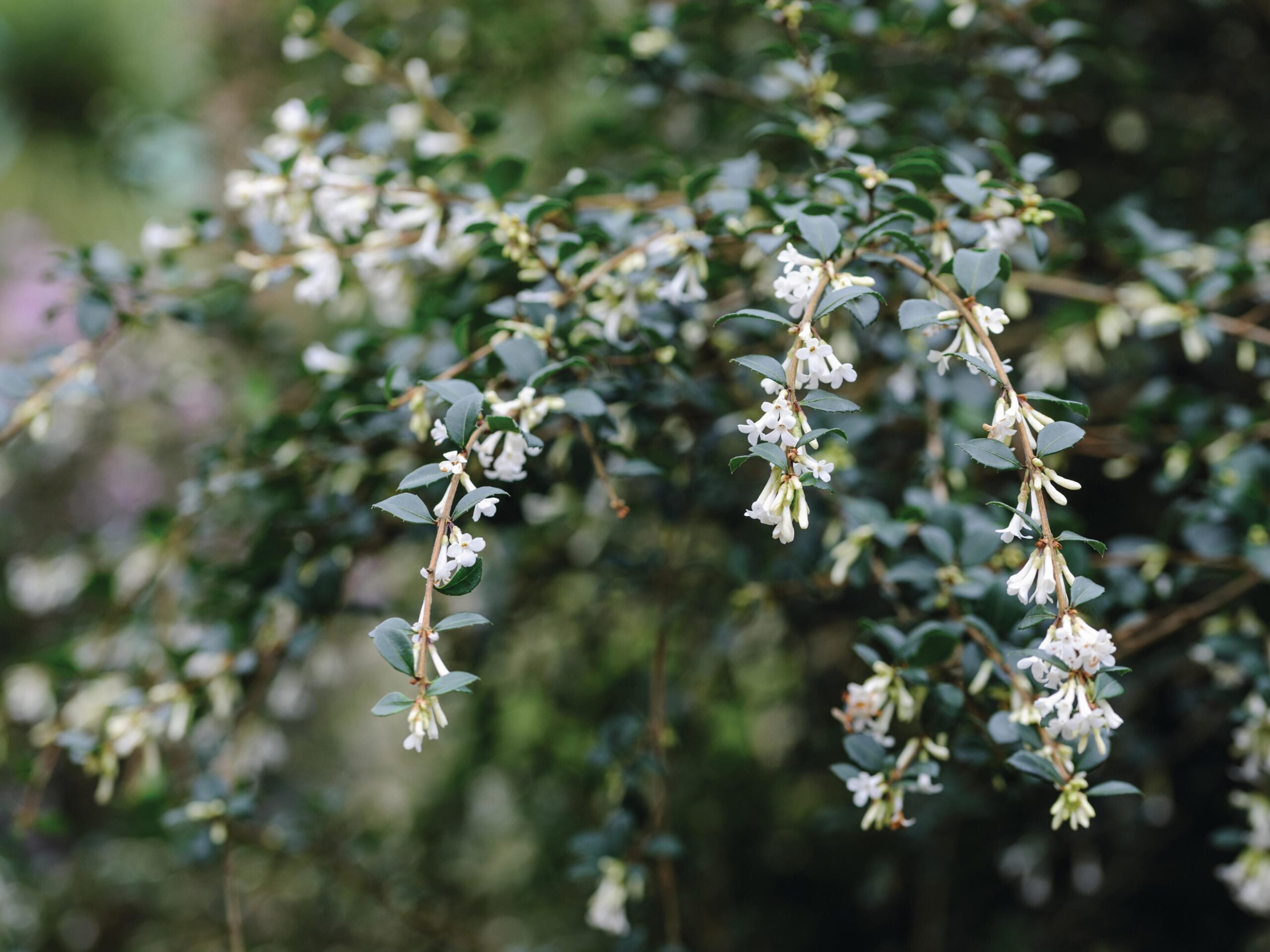 A great 'trub' or tree-like shrub' Osmanthus delavayi
