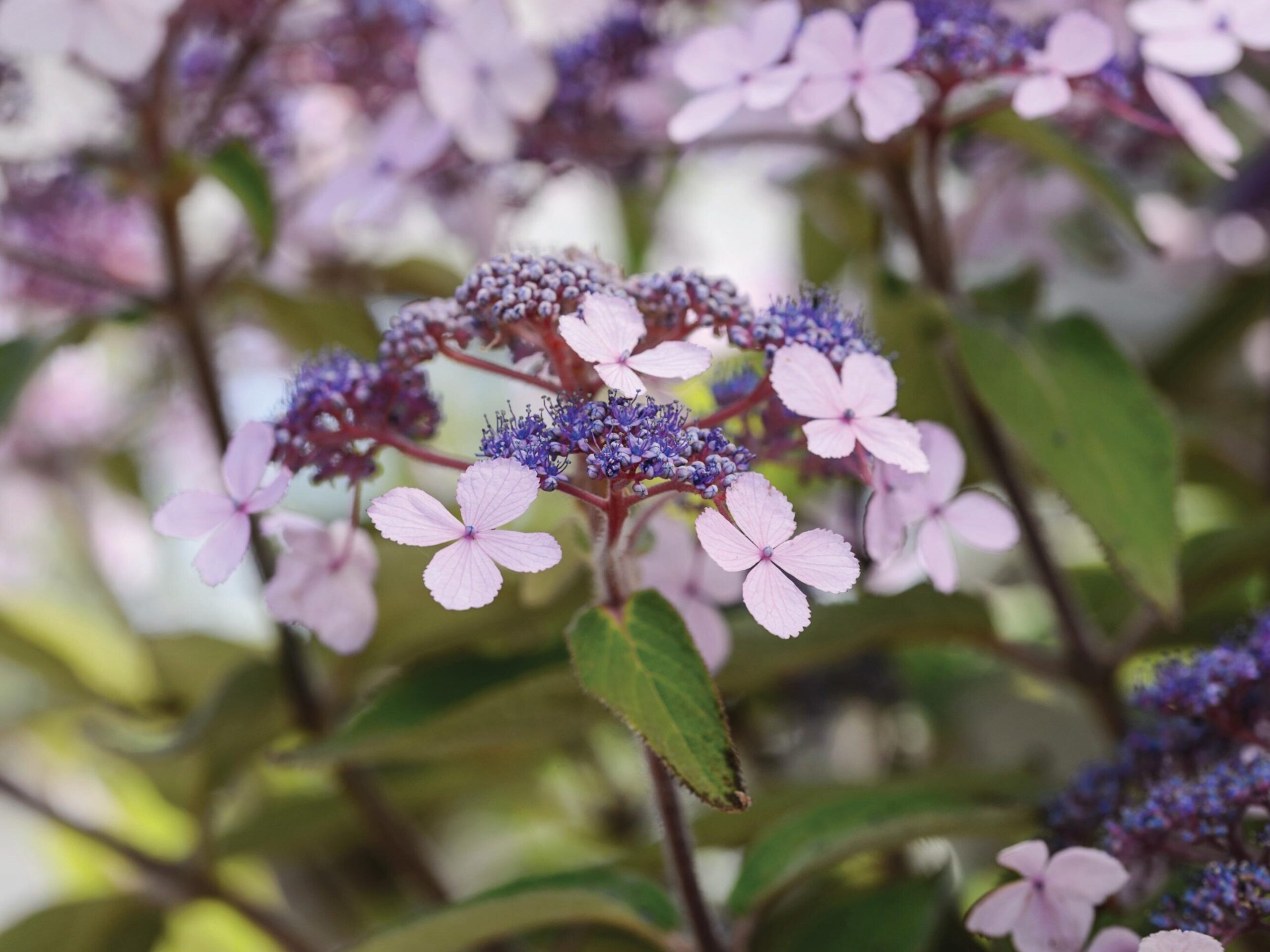A great 'trub' or tree-like shrub: Hydrangea aspera Villosa Group