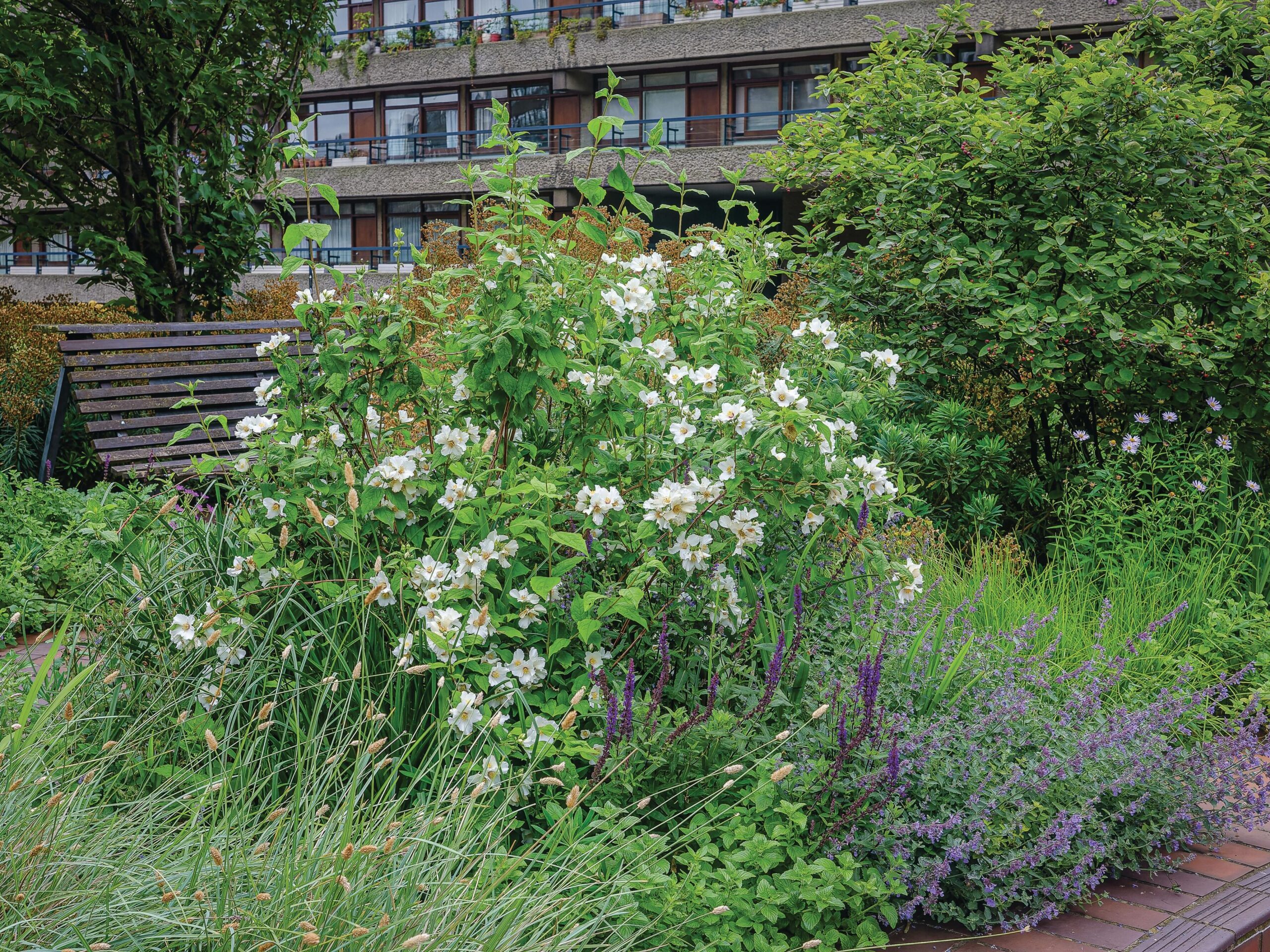 Garden shrub with housing in background