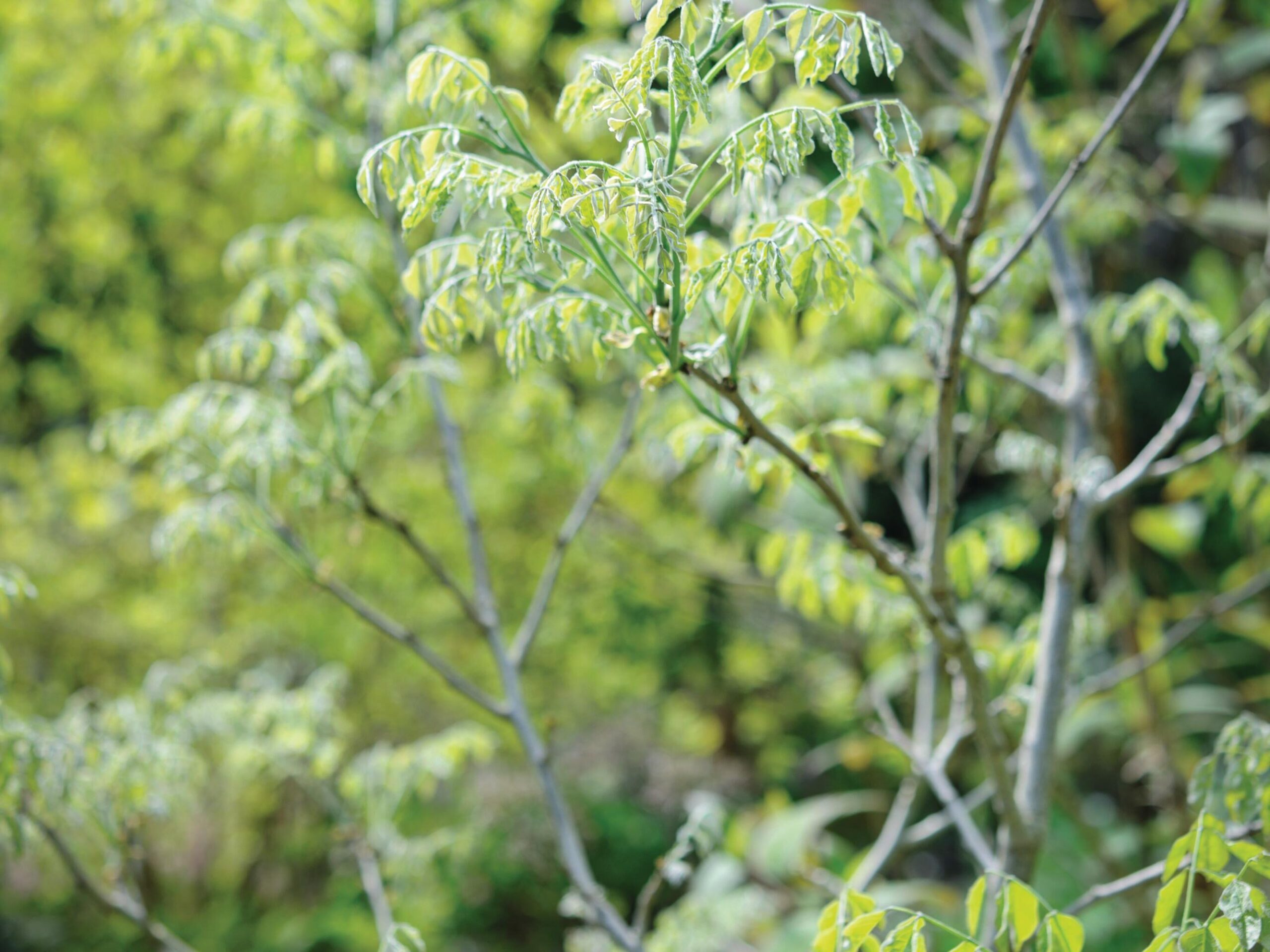 A great 'trub' or tree-like shrub: Maackia amurensis