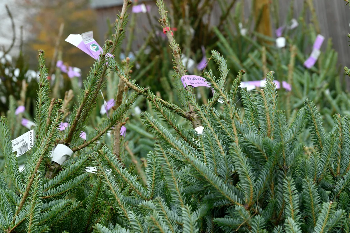 Christmas trees for sale Christmas trees for sale