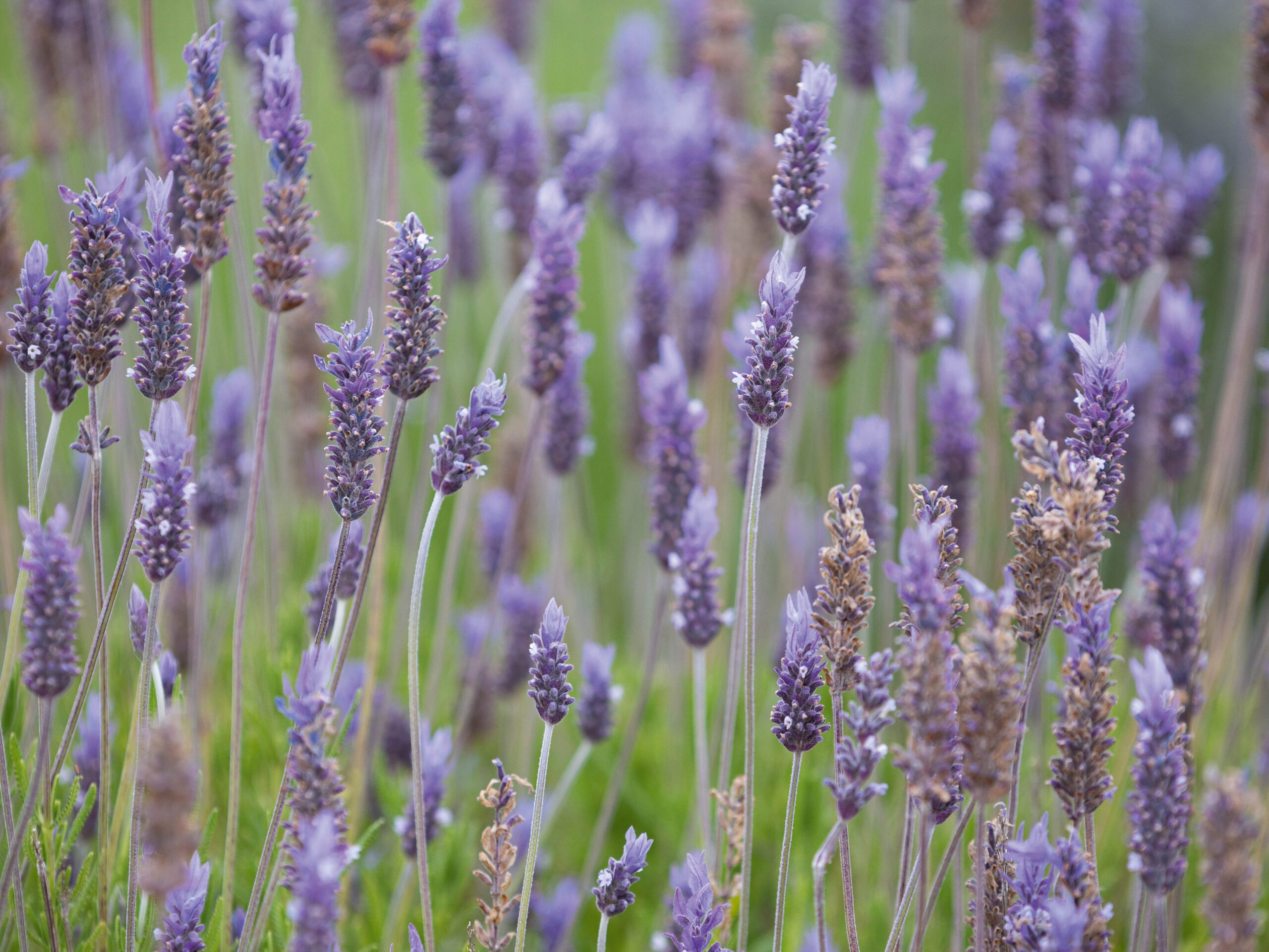 Lavandula dentata ‘Ploughman’s Blue’