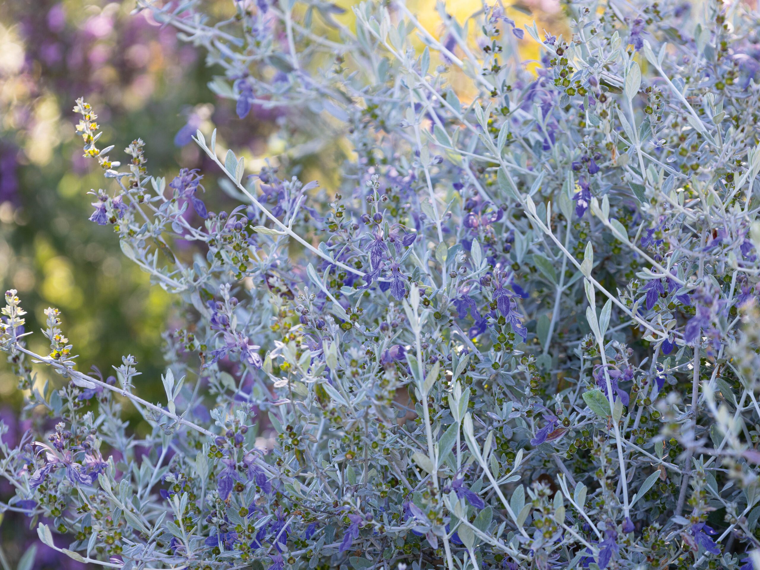 Teucrium fruticans ‘Ouarzazate’